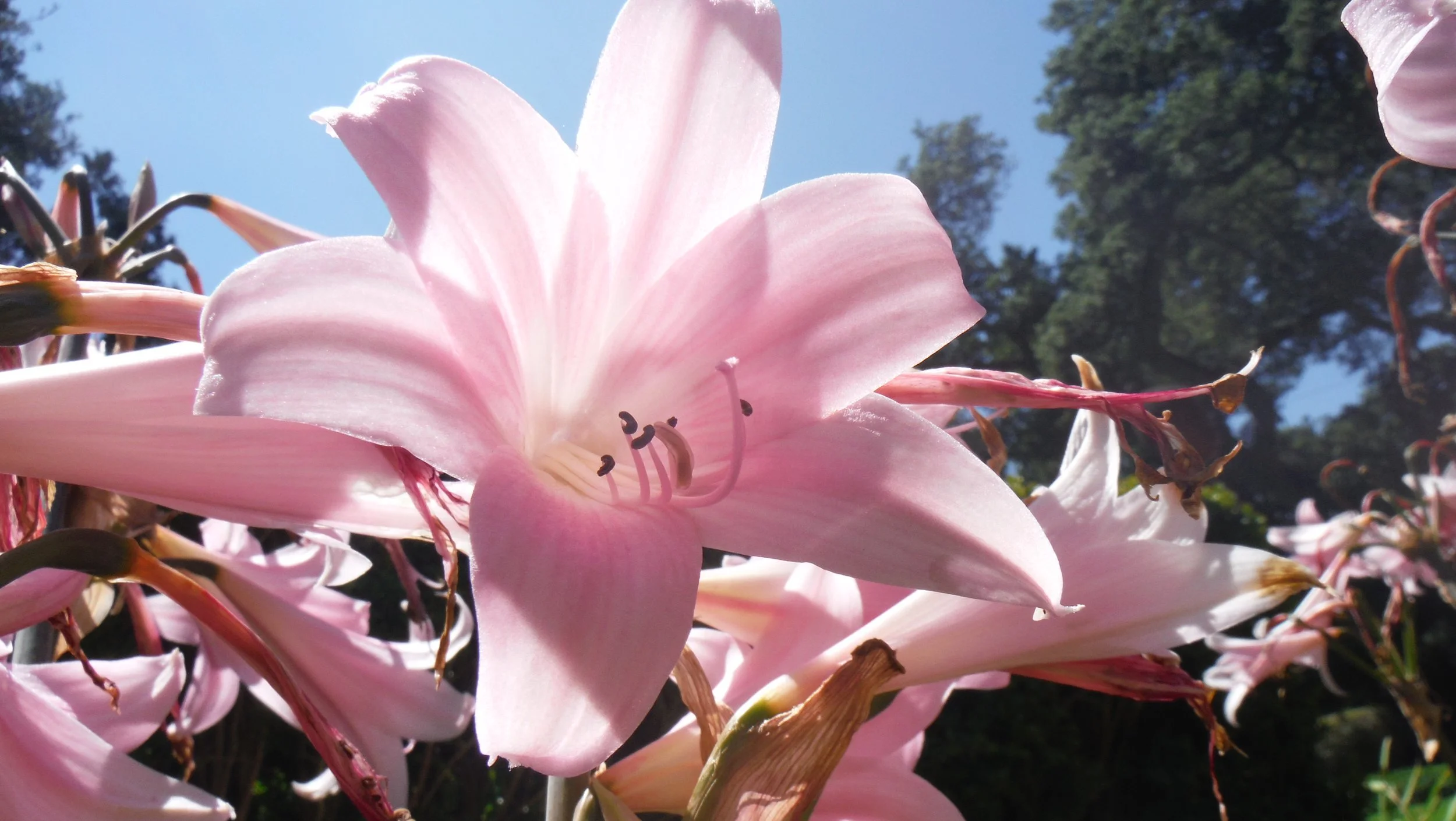 Close-up of a pink lily flower with a blue sky and trees in the background.