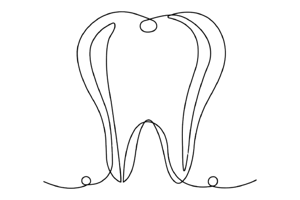 Line drawing of a human tooth with roots.