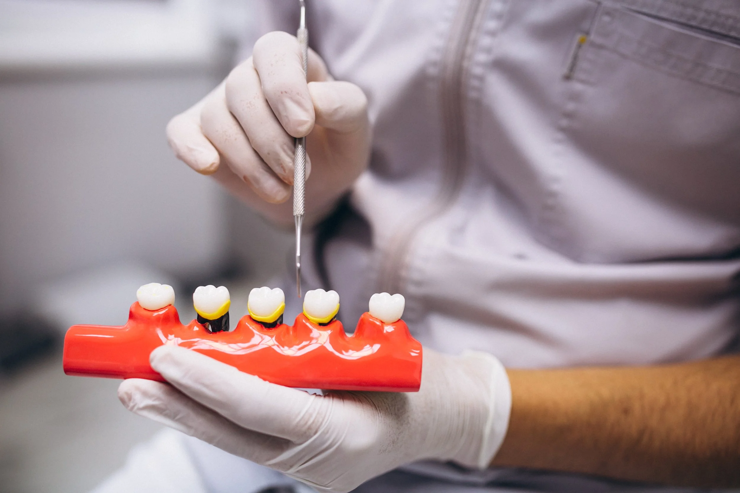 A person wearing gloves holding a dental model with artificial teeth, using a dental dental instrument near the teeth.