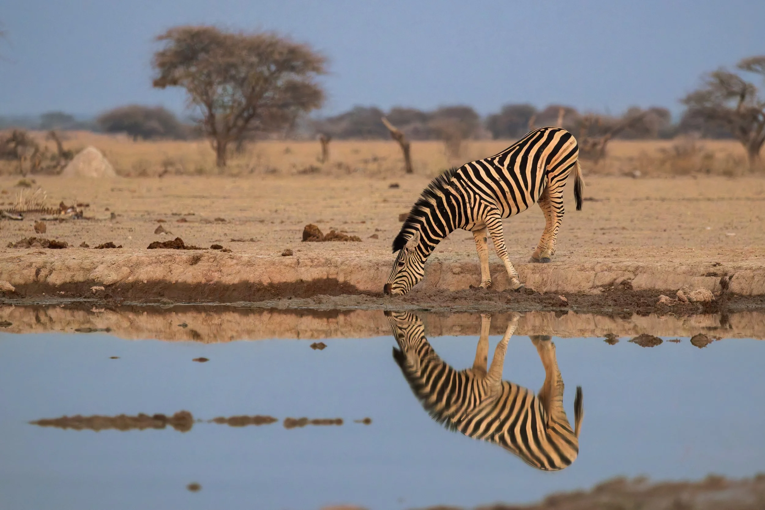 Zebra, Nxai Pan, Botswana 