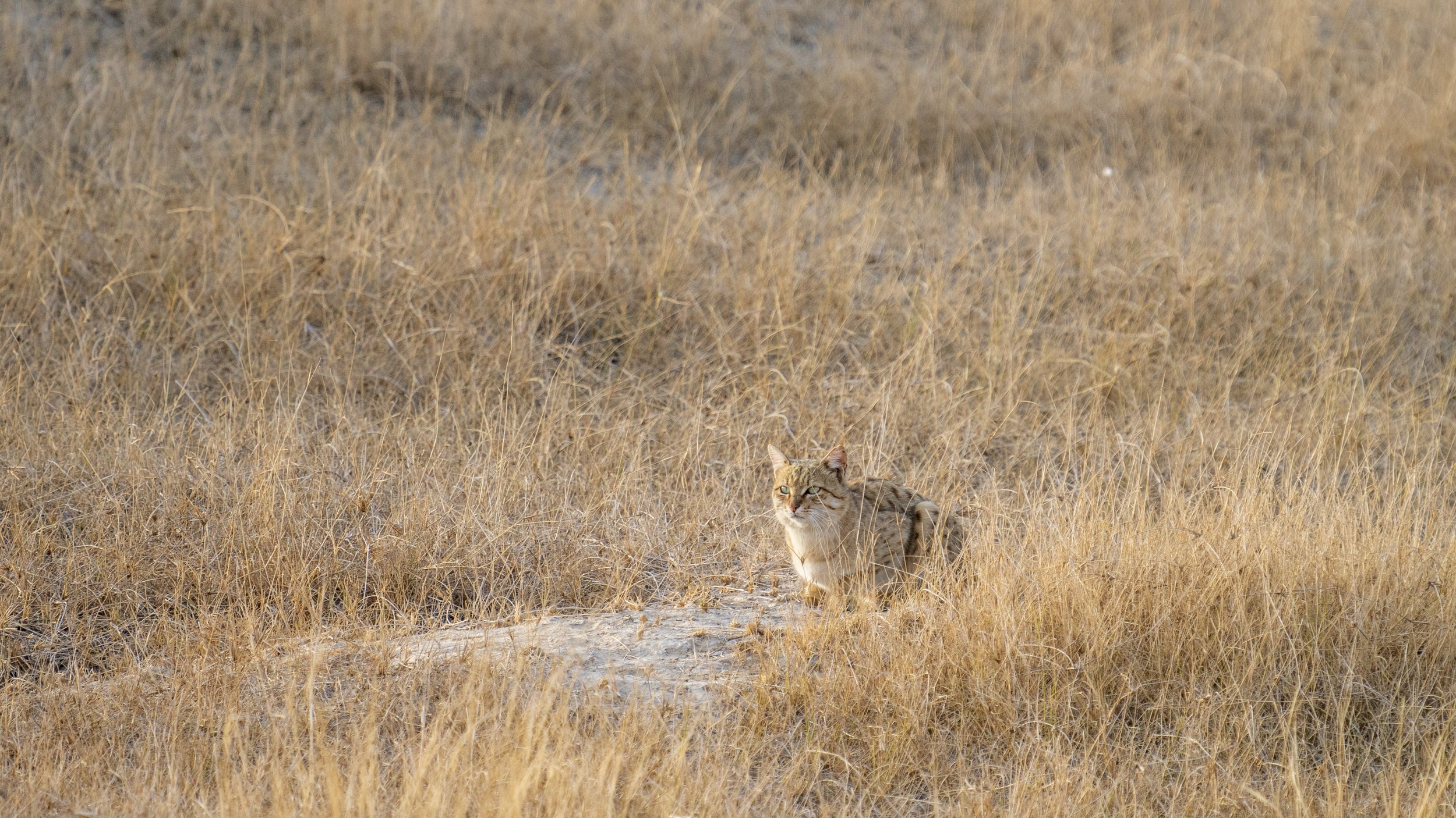 Desert cat