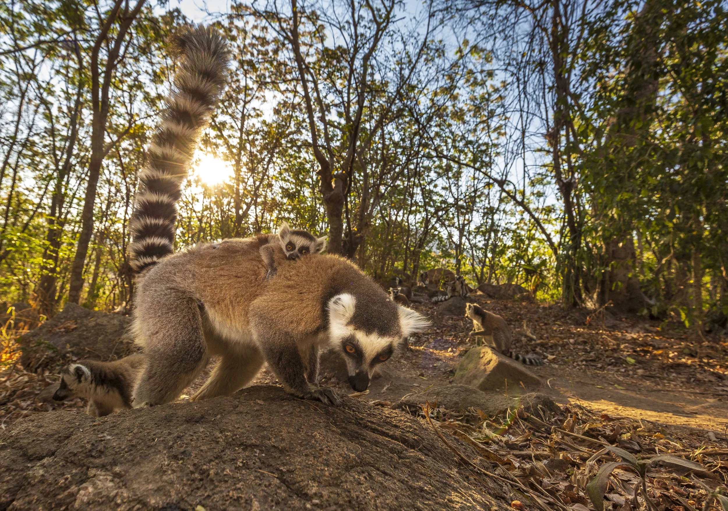 Ring-tailed lemur
