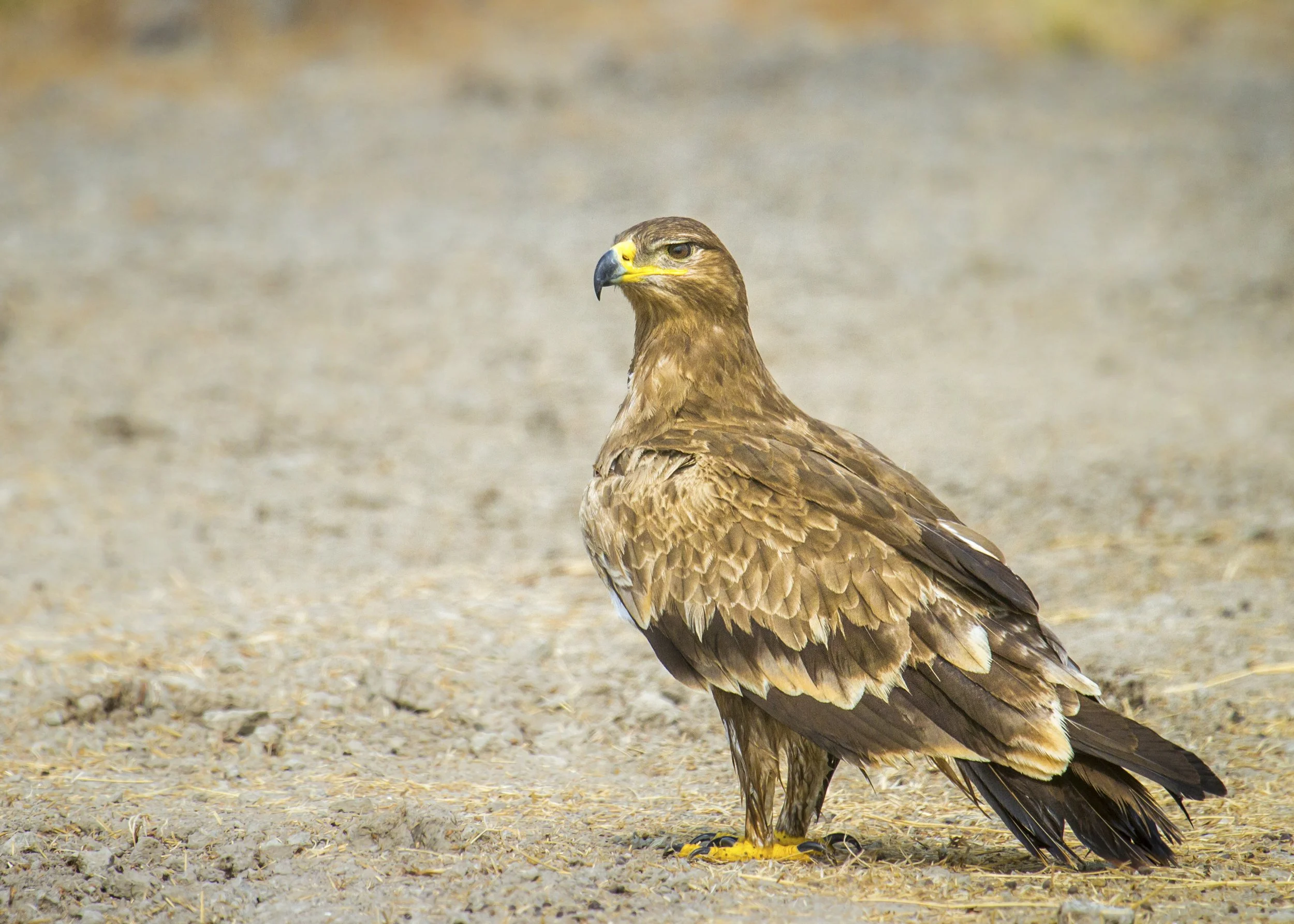 Steppe eagle 