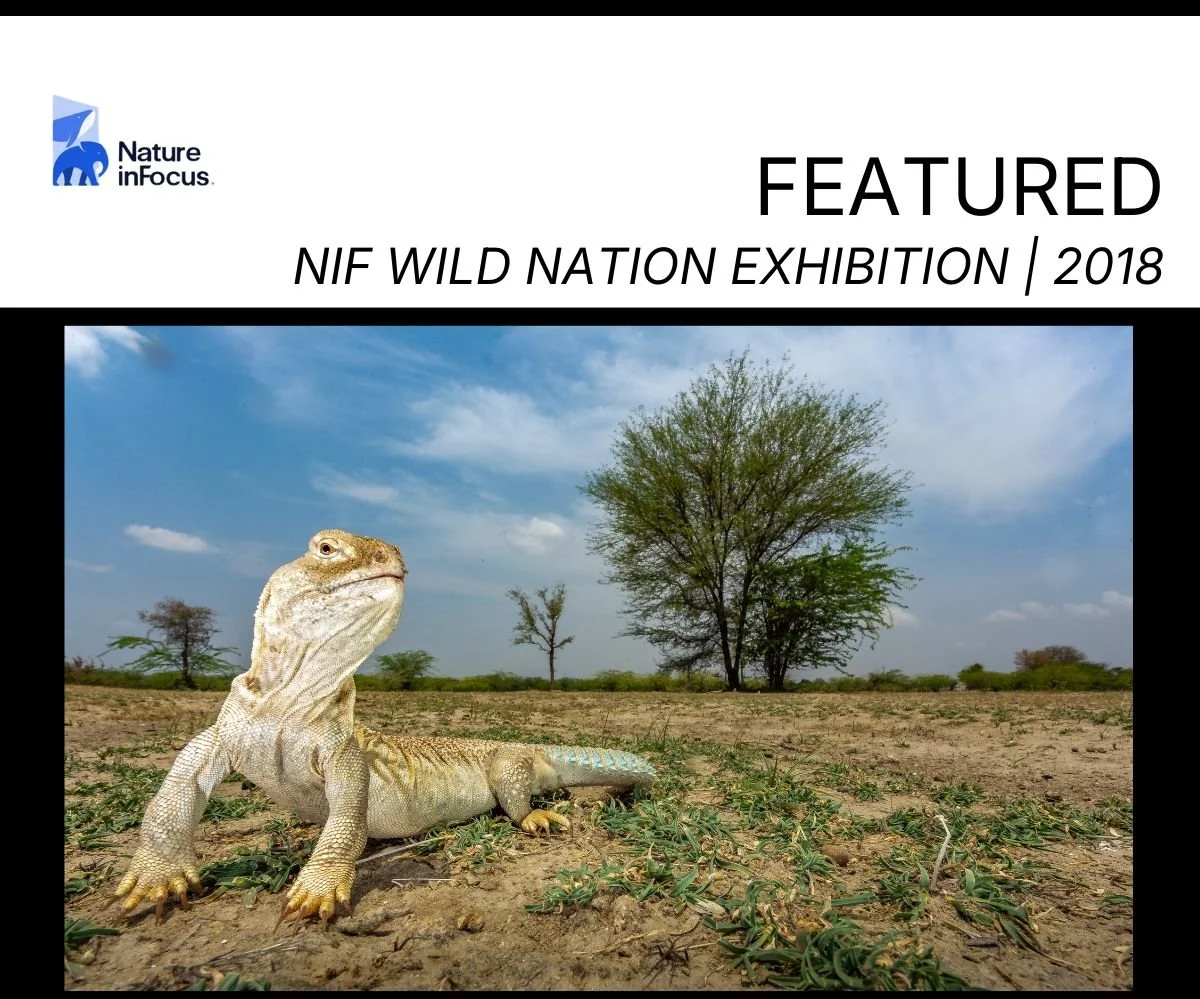 Copy of NIF Desert Fox.jpg