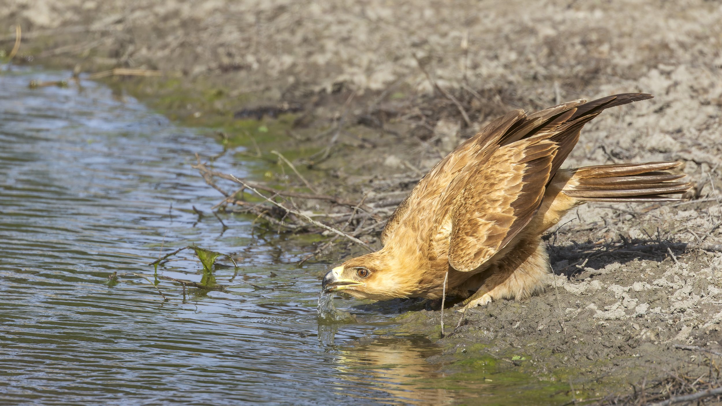 Tawny eagle
