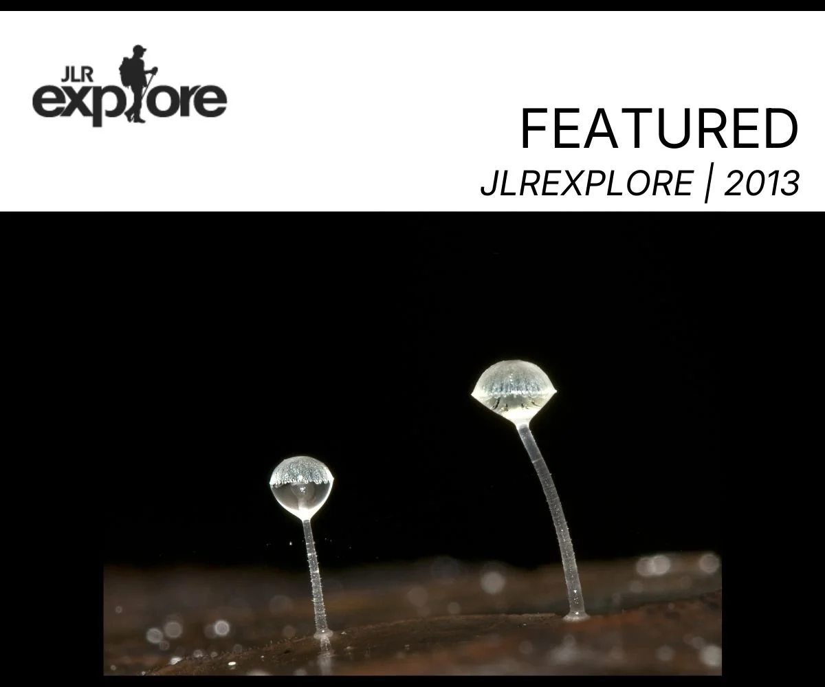 jlr explore slime mold.jpg