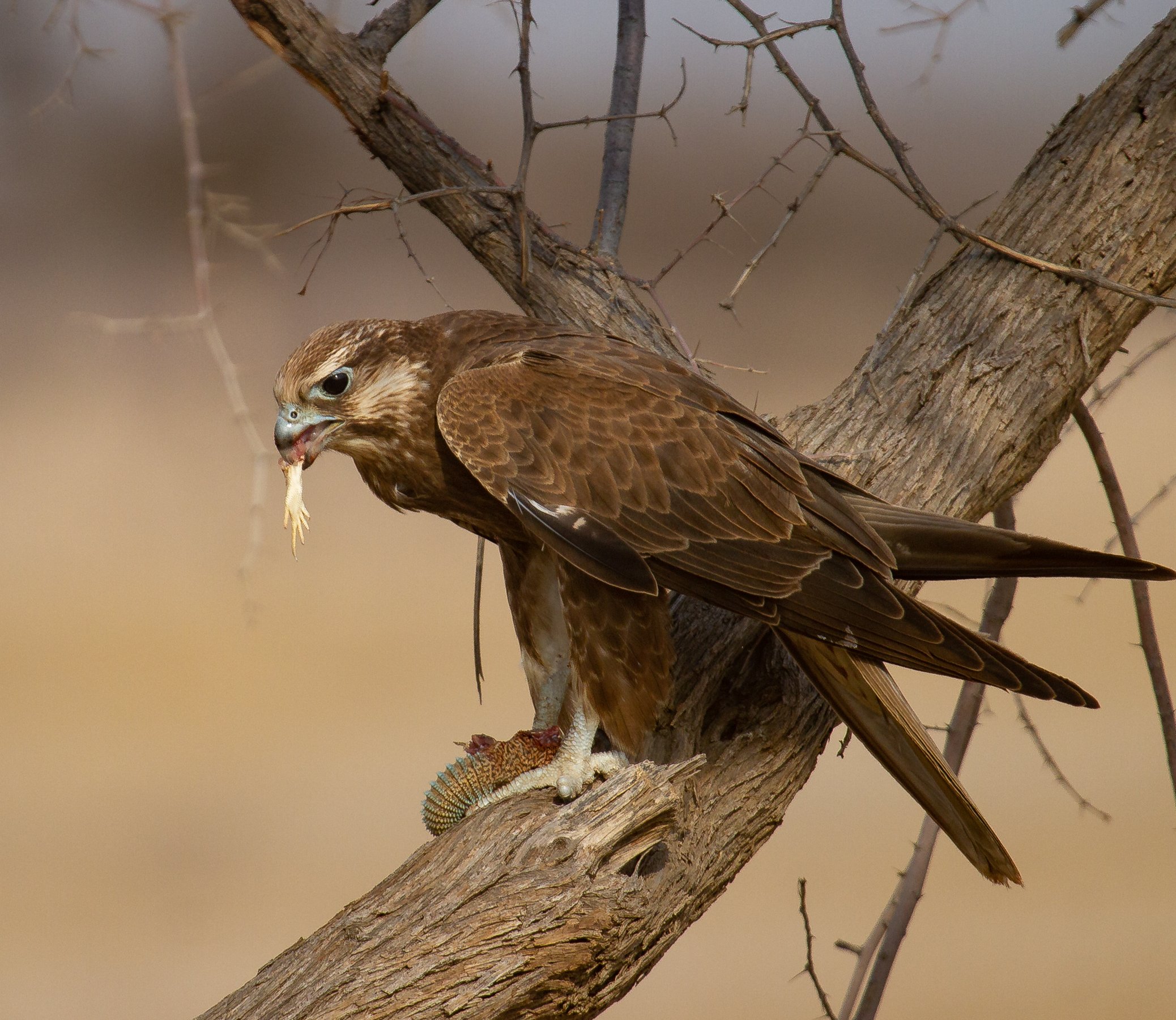 Laggar falcon with a spiny-tailed lizard