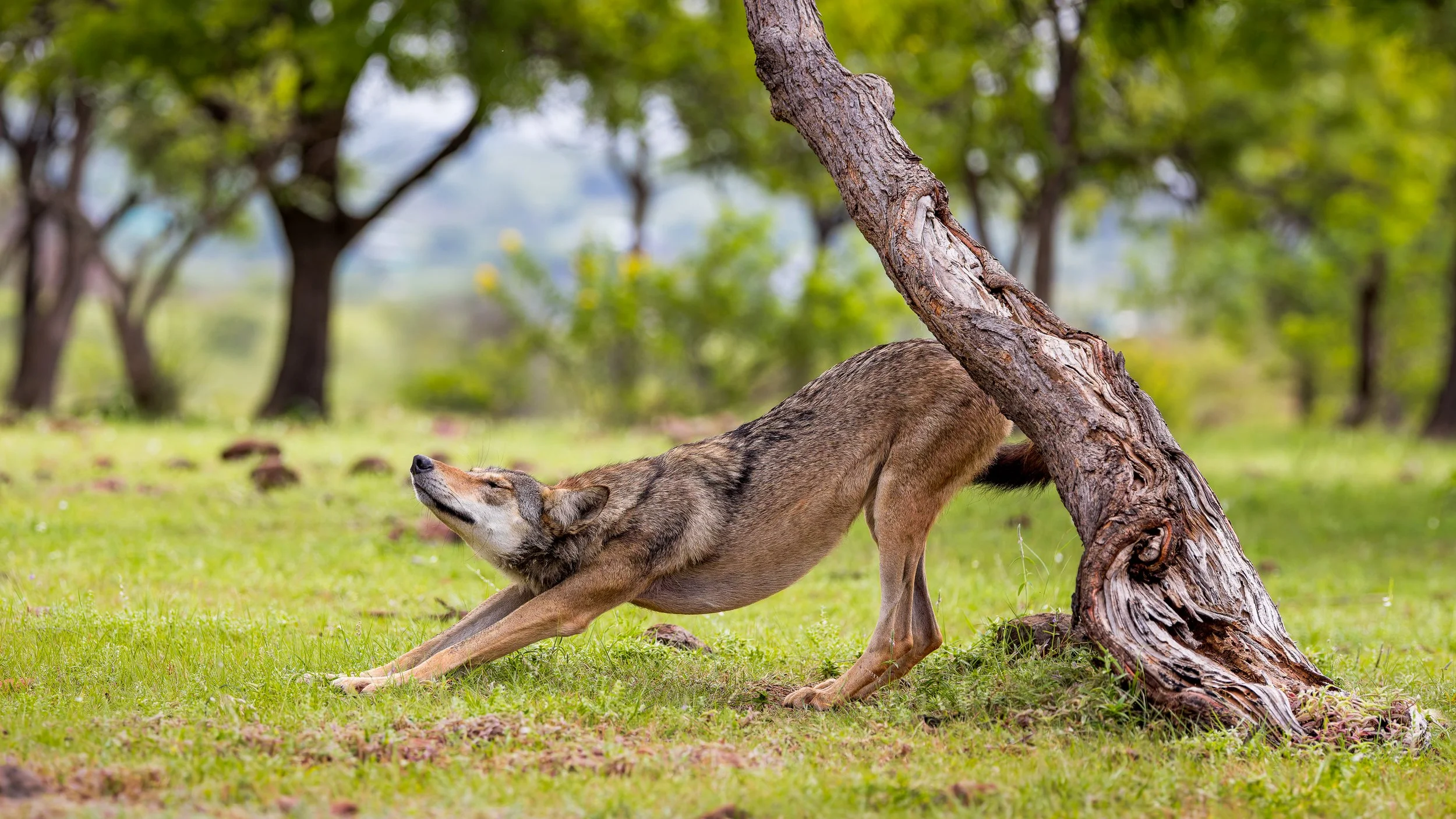 Wolf stretch.jpg