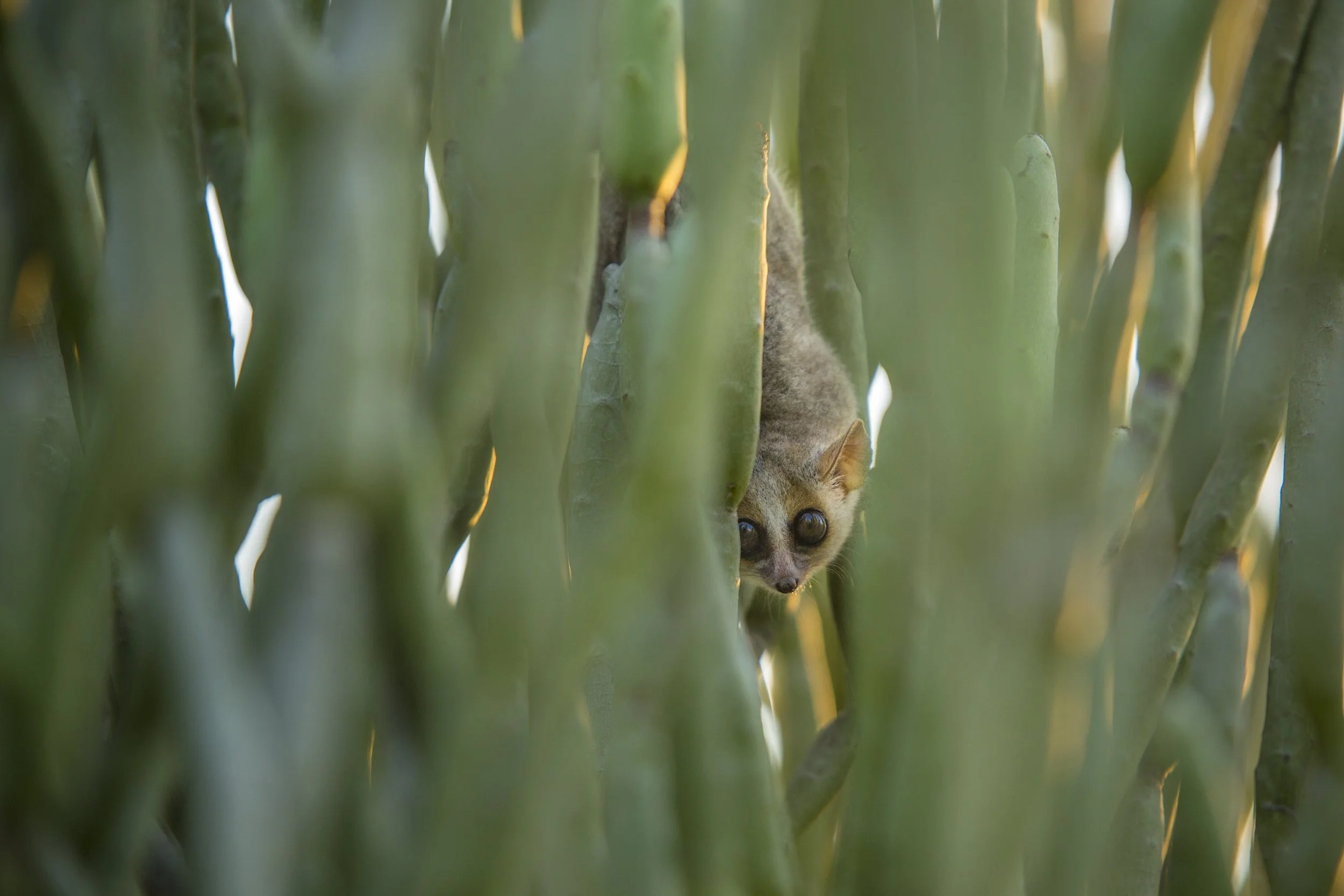 Mouse lemur