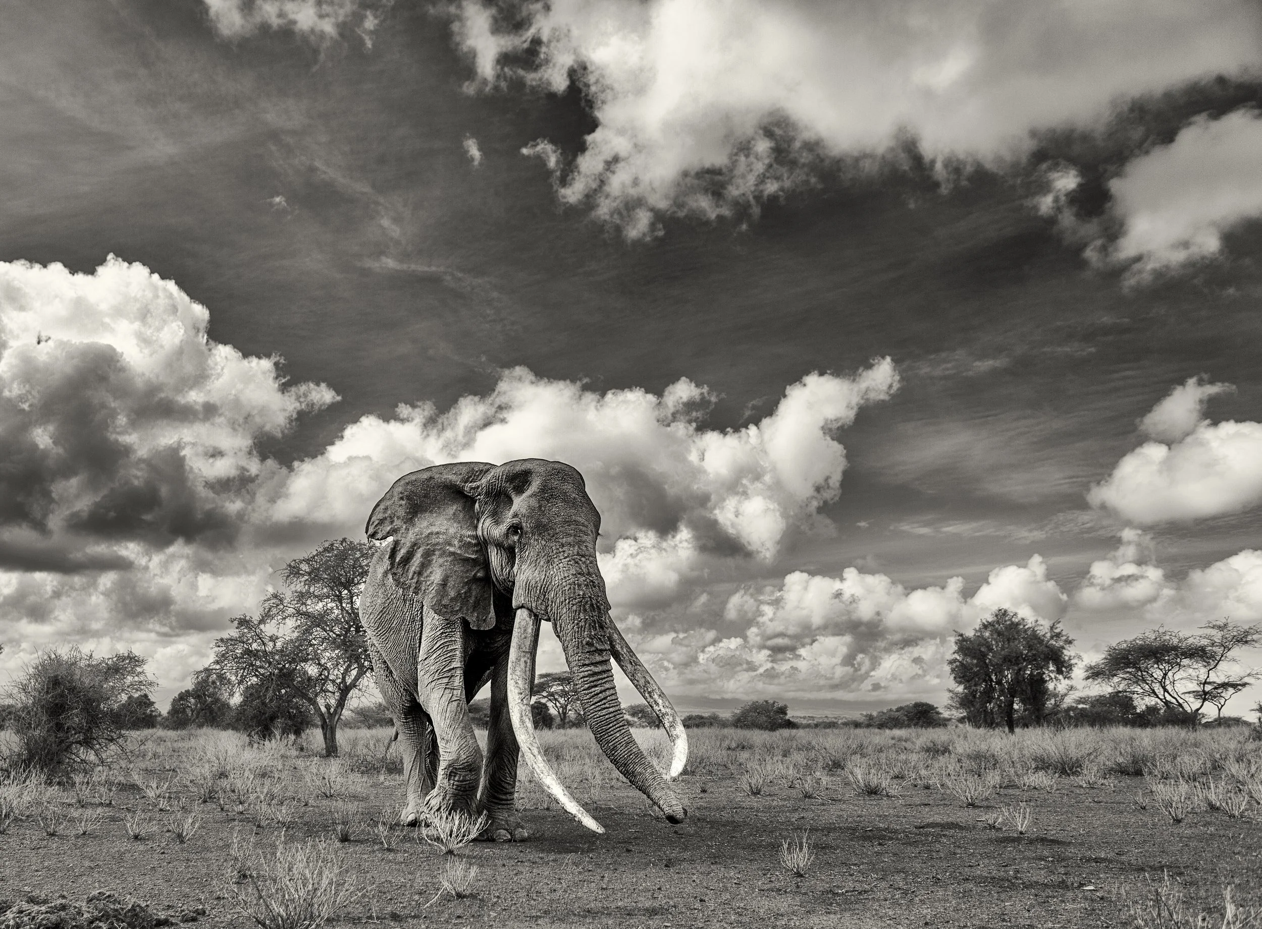 Craig, Super-tuser, Amboseli
