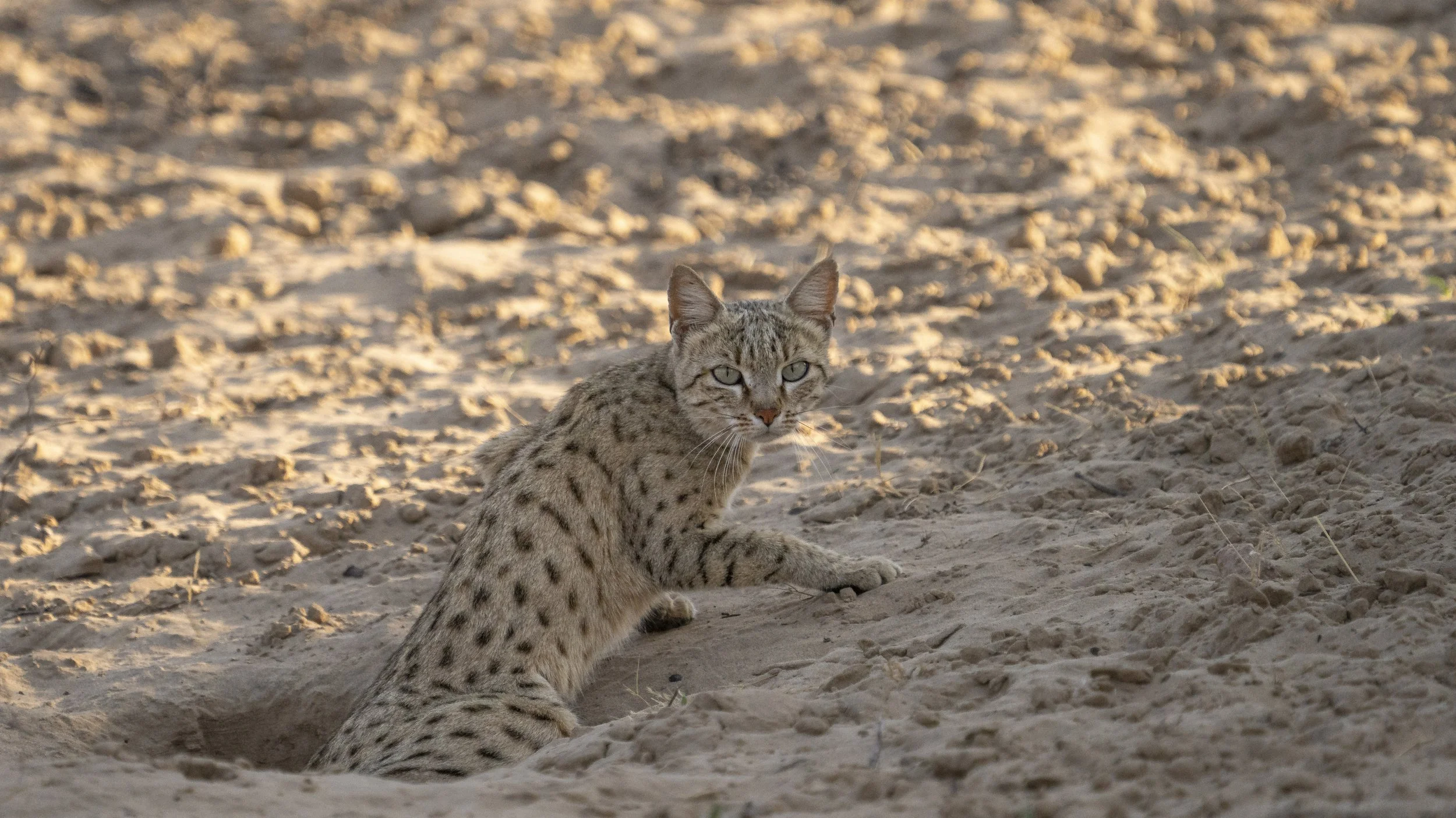 Desert cat