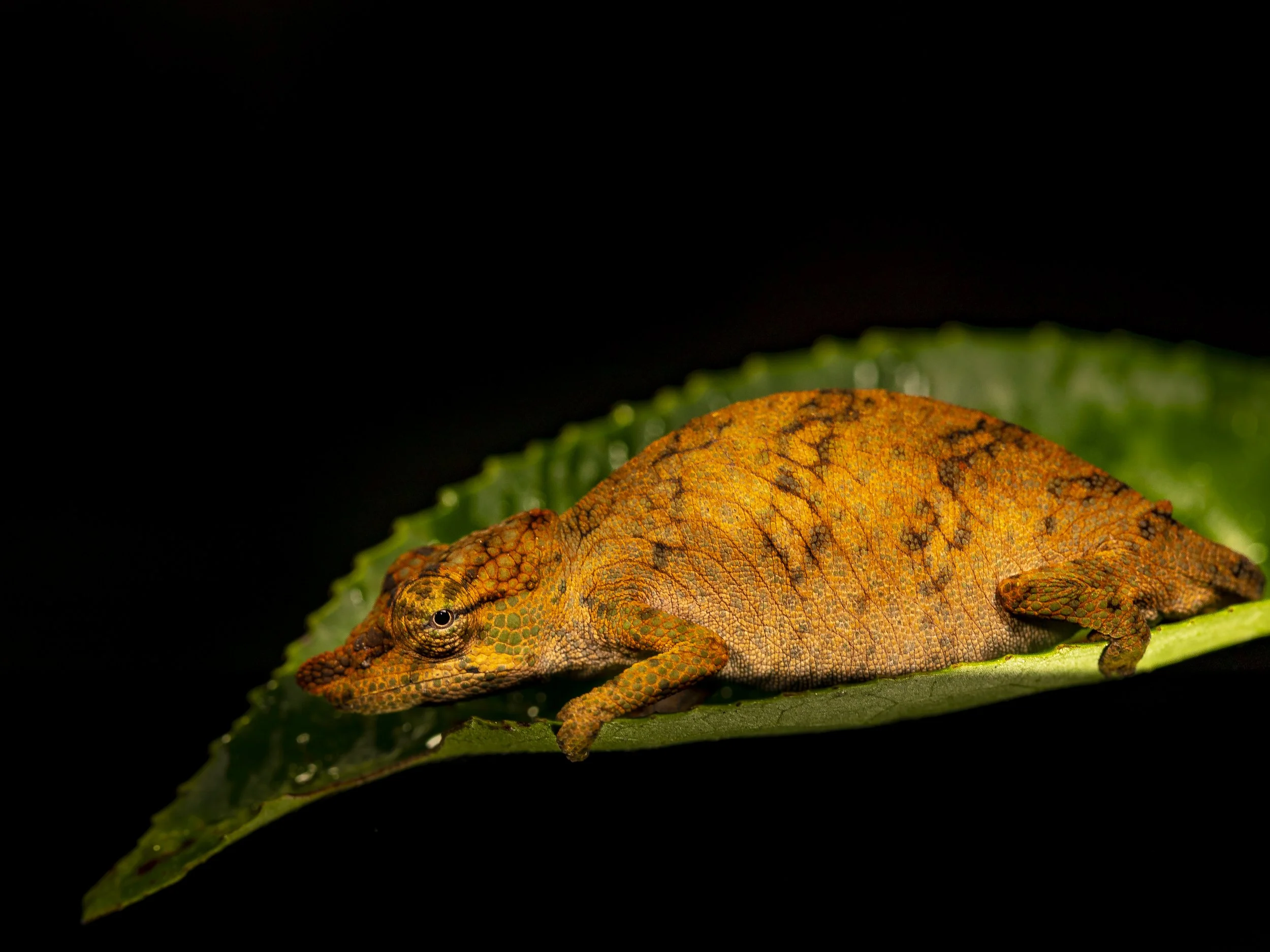 Nose-horned chameleon (Calumma nastum)