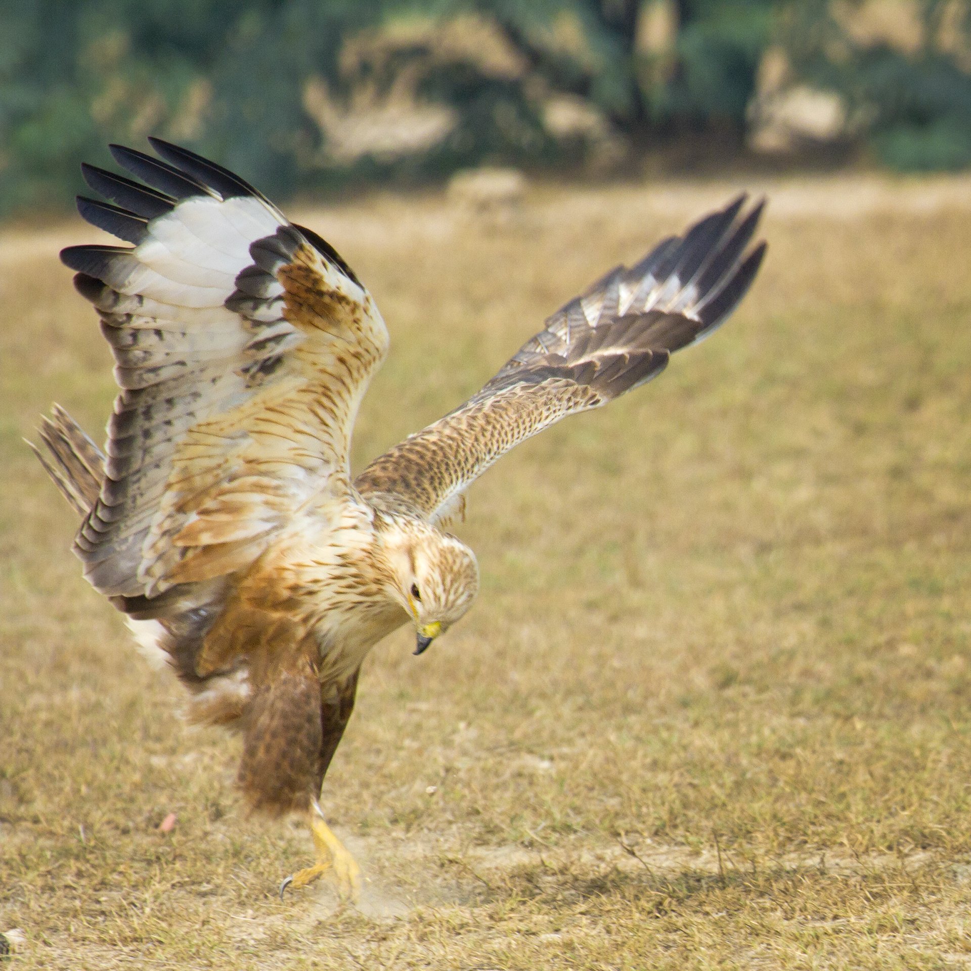 Long-legged buzzard