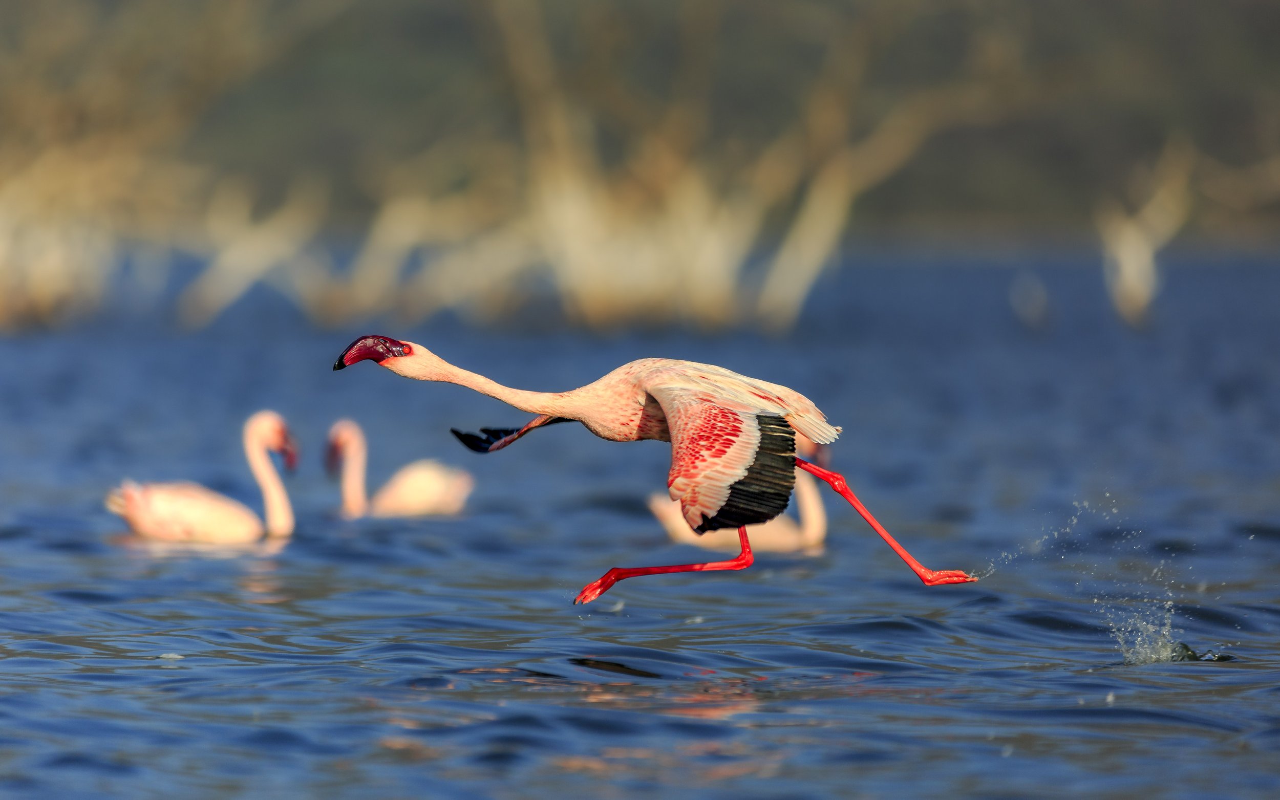 Lesser Flamingo, Lake Bogoria, Kenya 