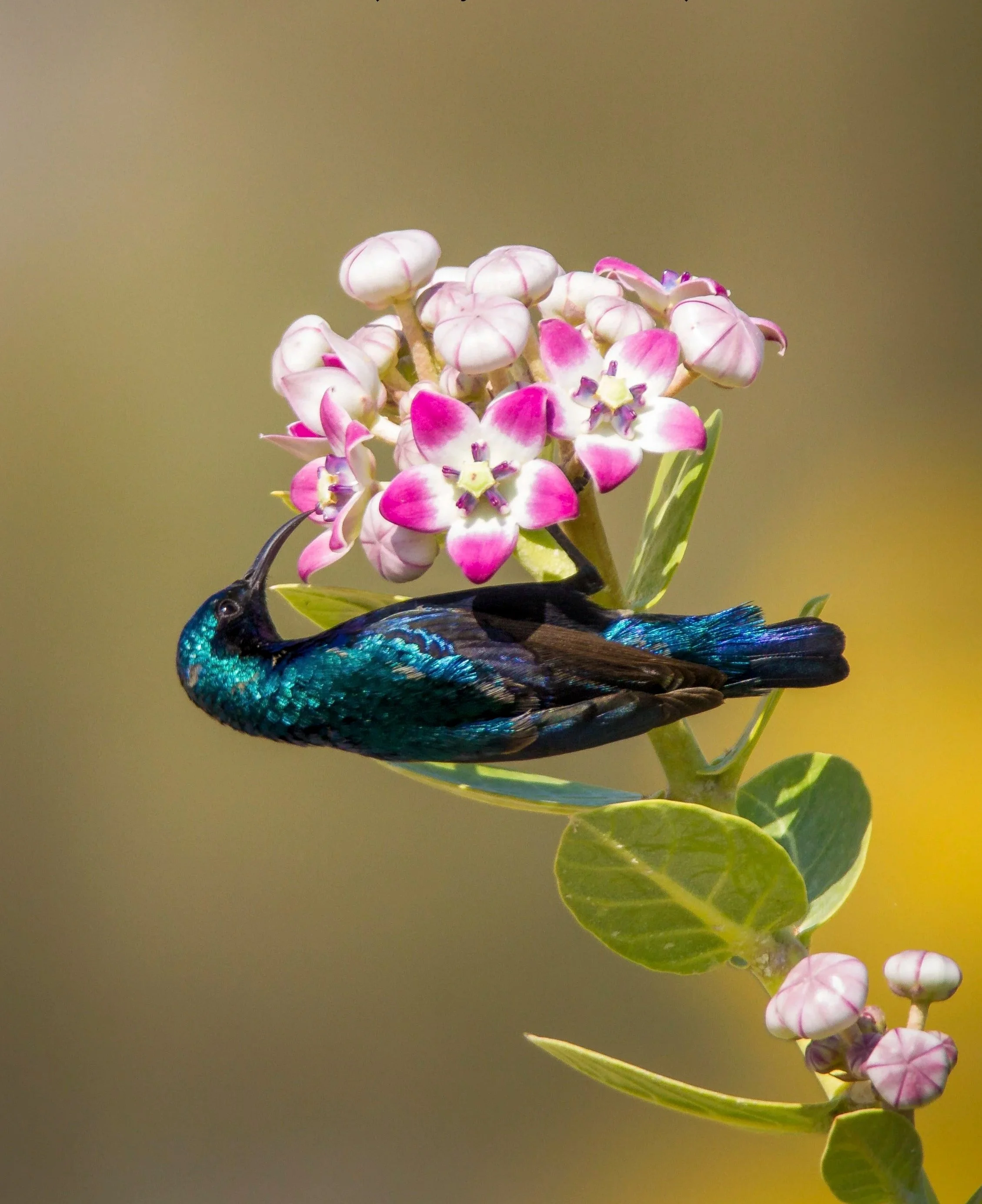Purple sunbird