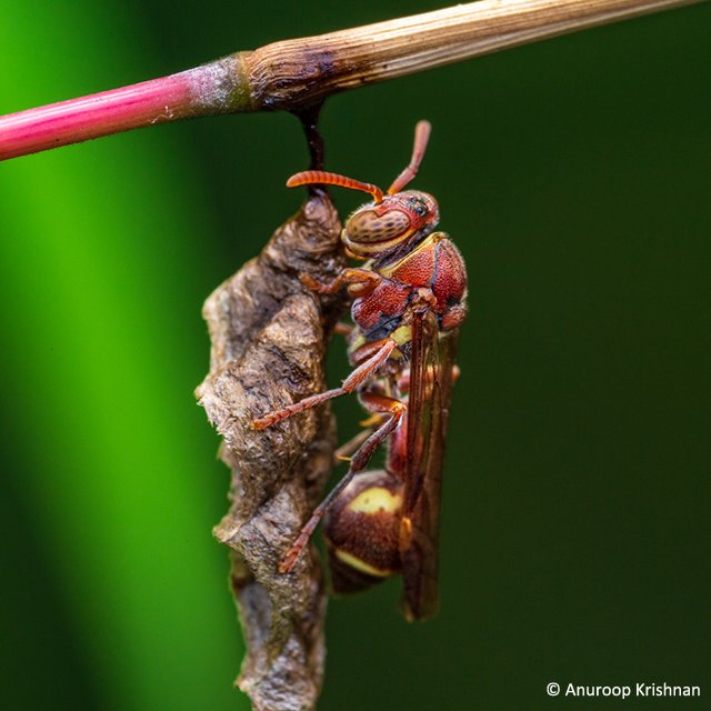 The Lesser Known Bhadra