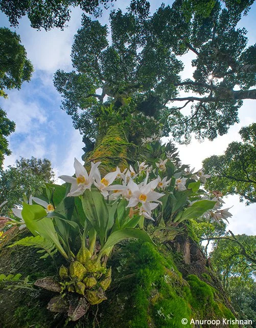 When the hills bloom