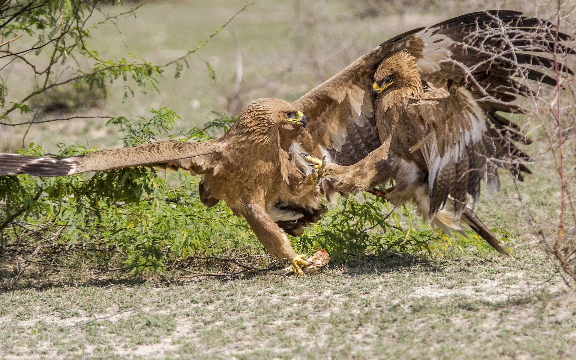 Steppe eagles
