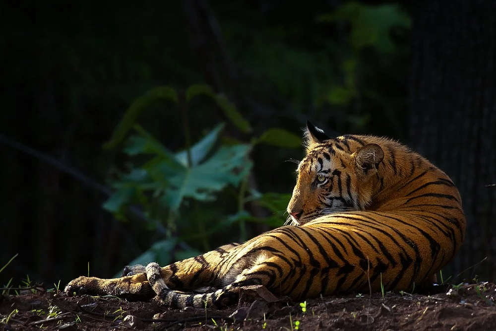 Tiger cub, Tadoba, India