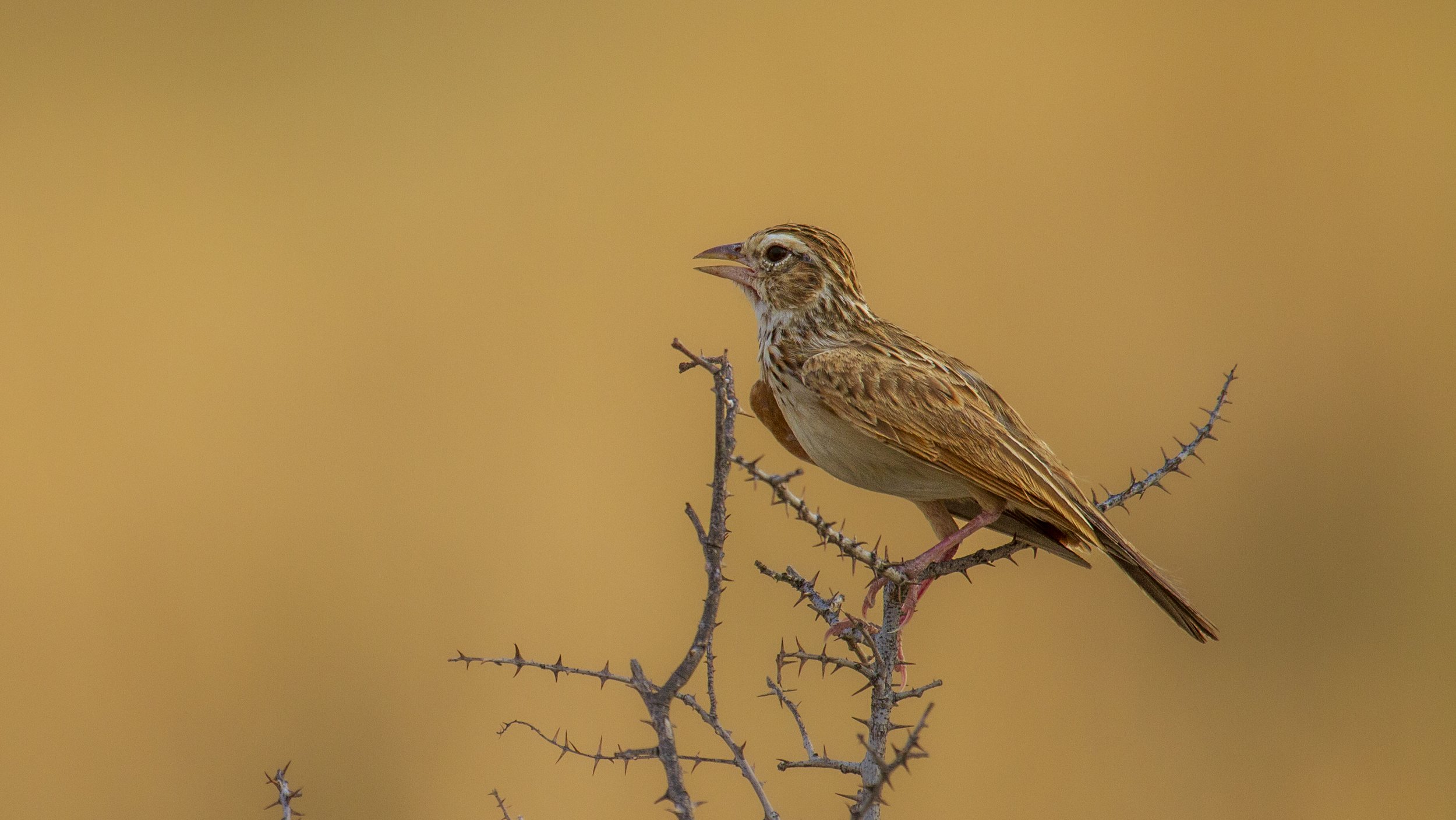 Indian bushlark