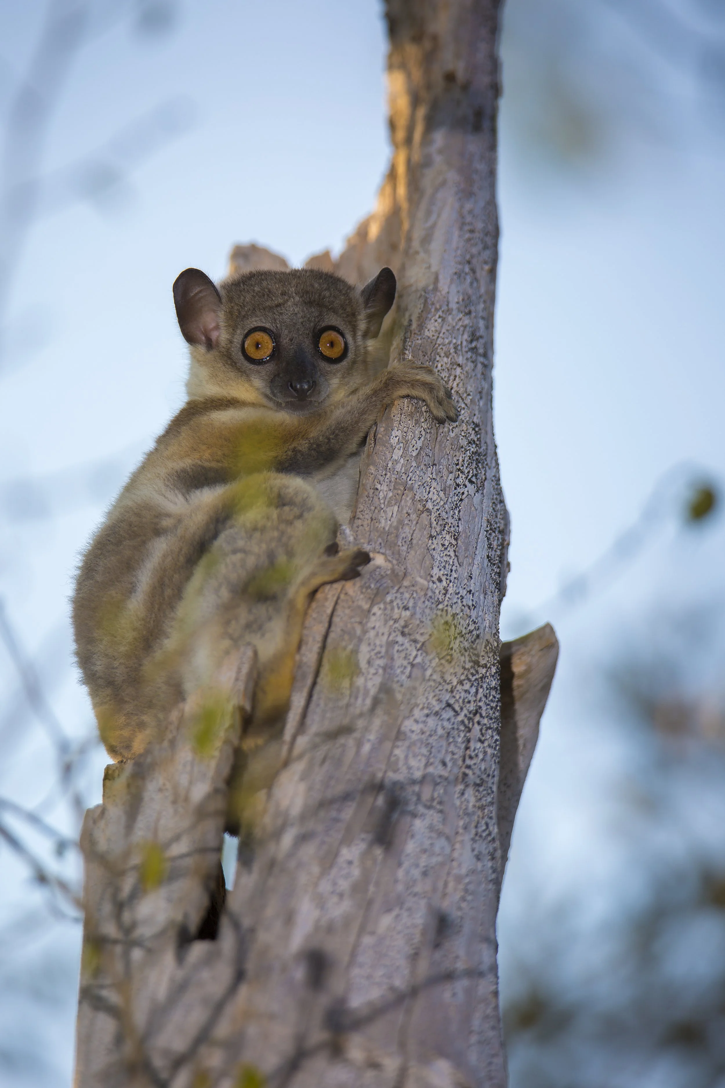 Zombitse sportive lemur