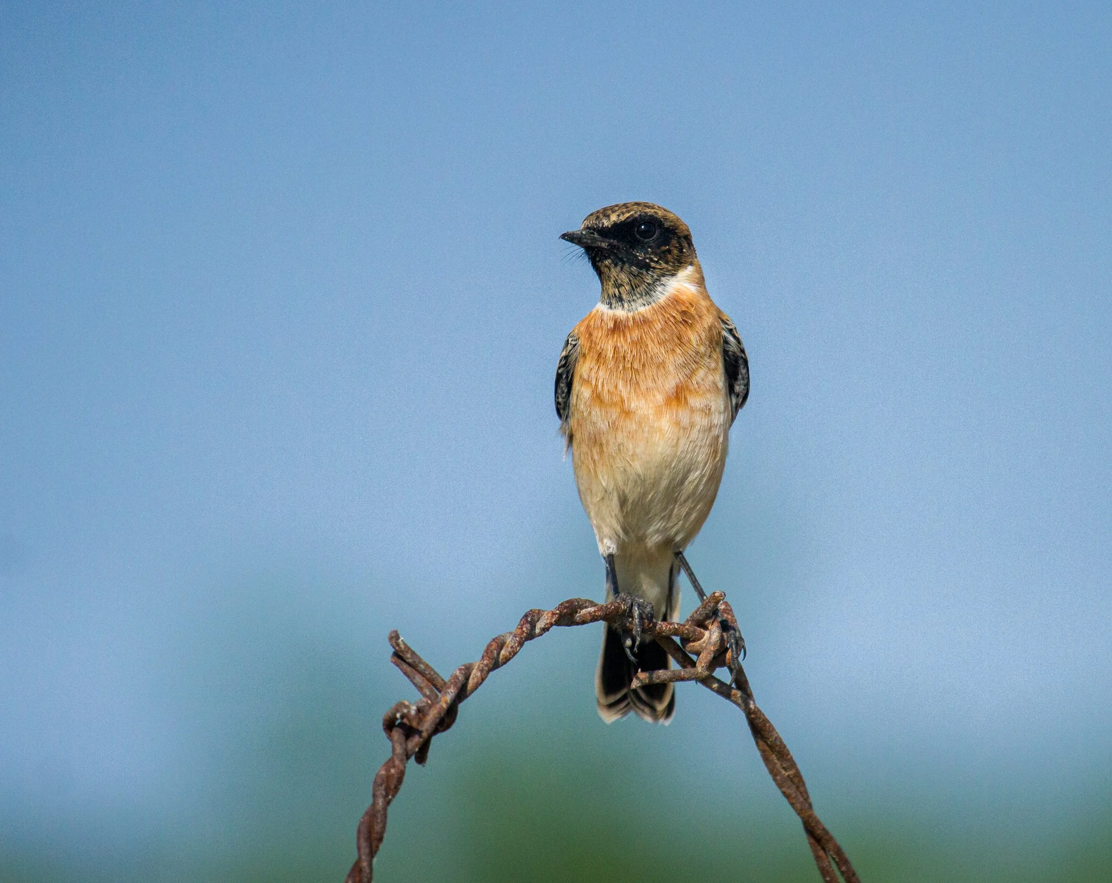 Siberian stonechat 