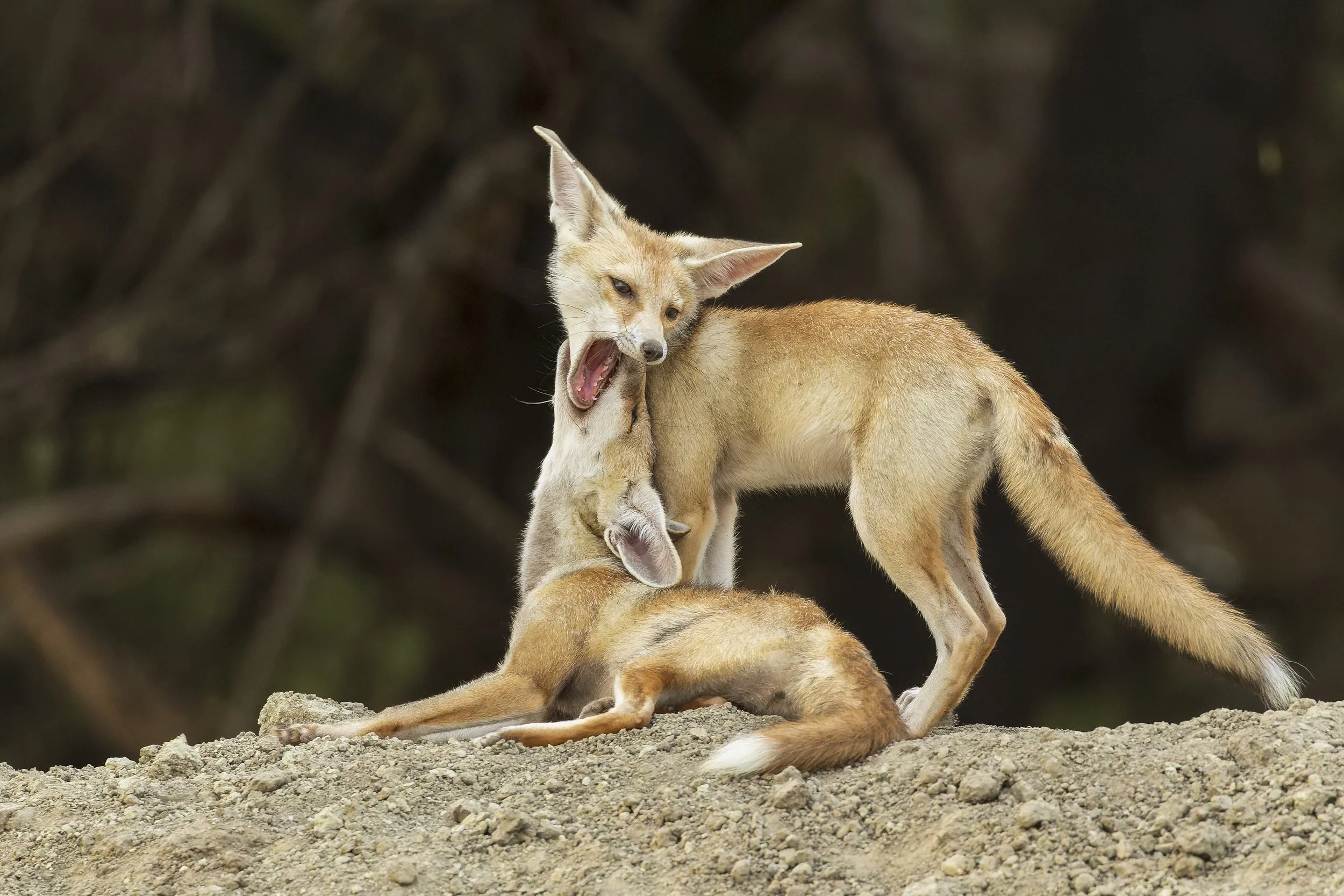 Desert fox pups playing