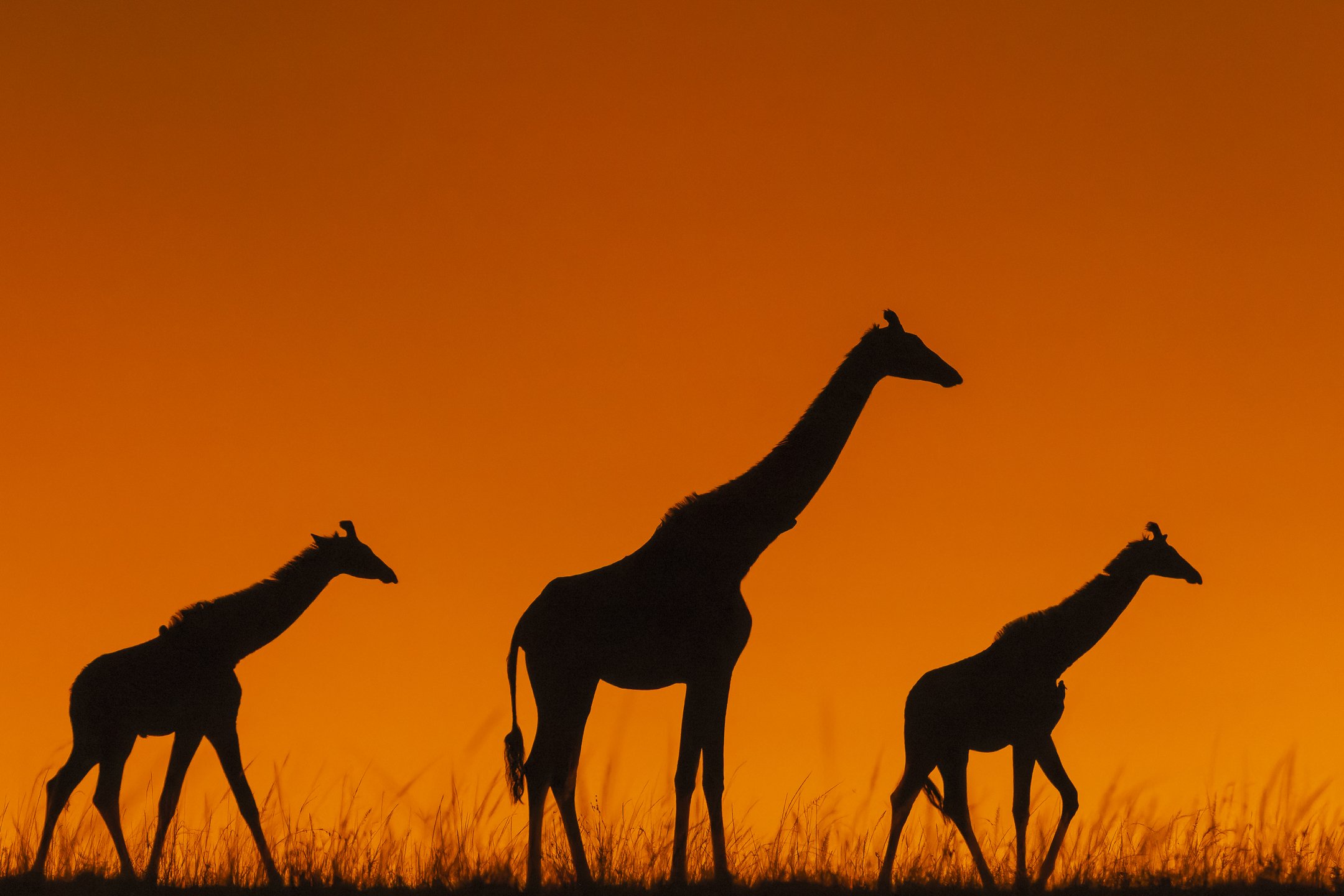 Giraffes, Masai Mara, Kenya 