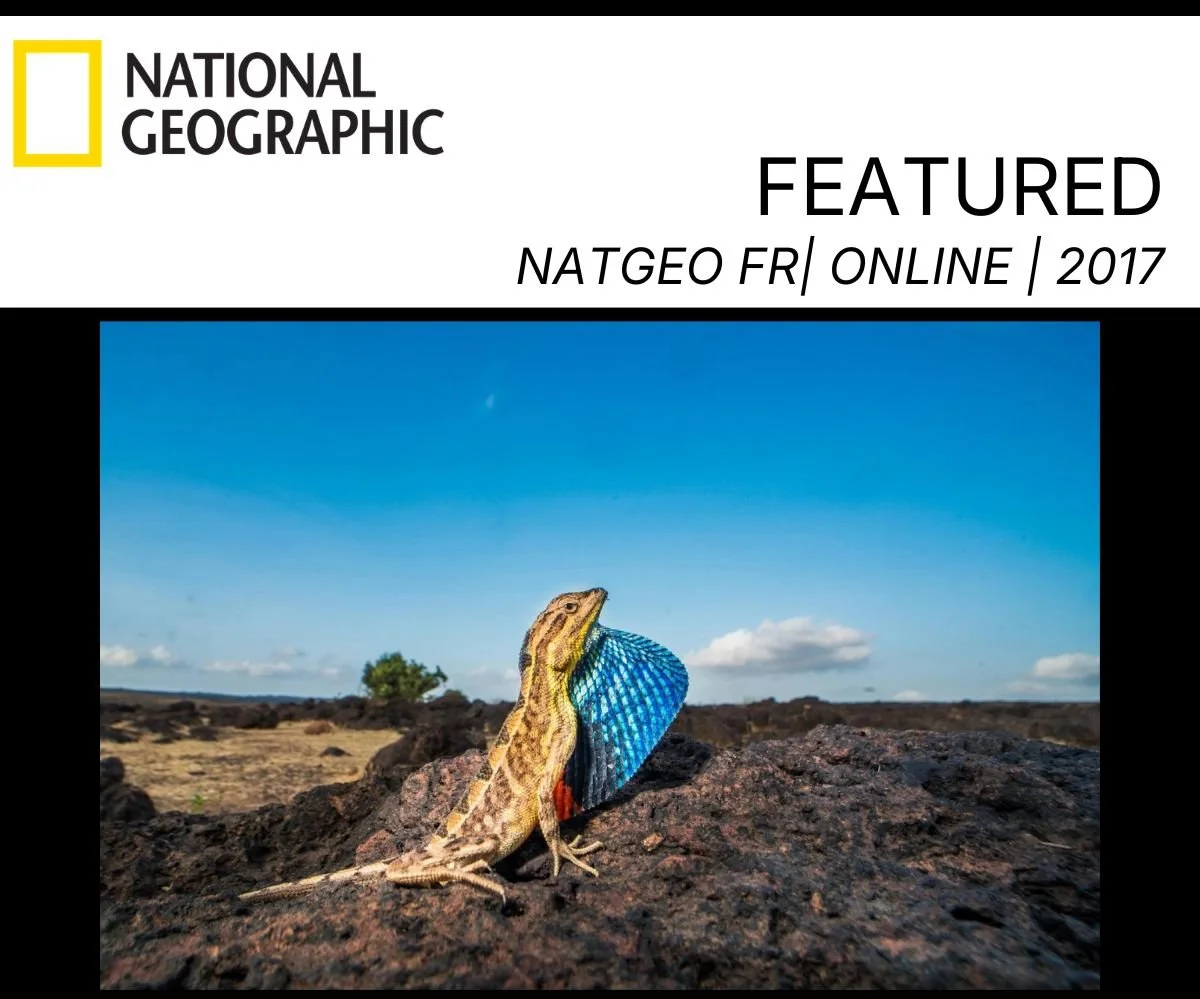 fan throat Nato Geo Photo Feature.jpg