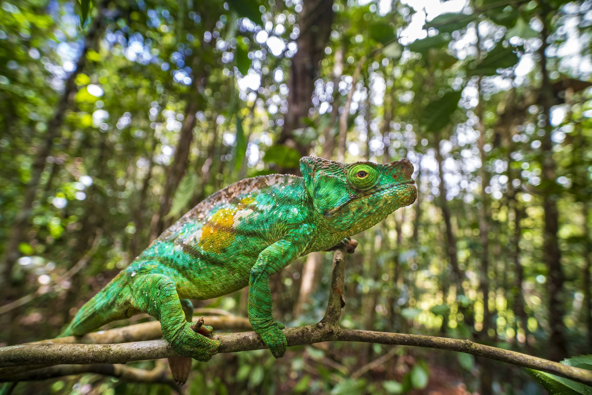 Parson's Chameleon (Calumma parsonii)
