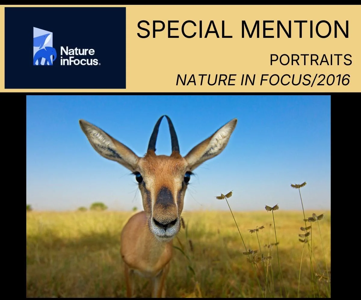 NIF special mention (1).jpg