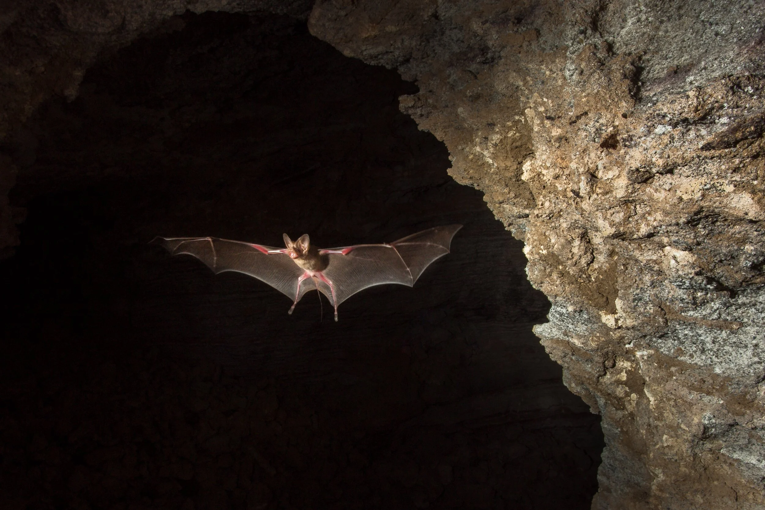 Mouse-tailed bat, Bikaner, India 