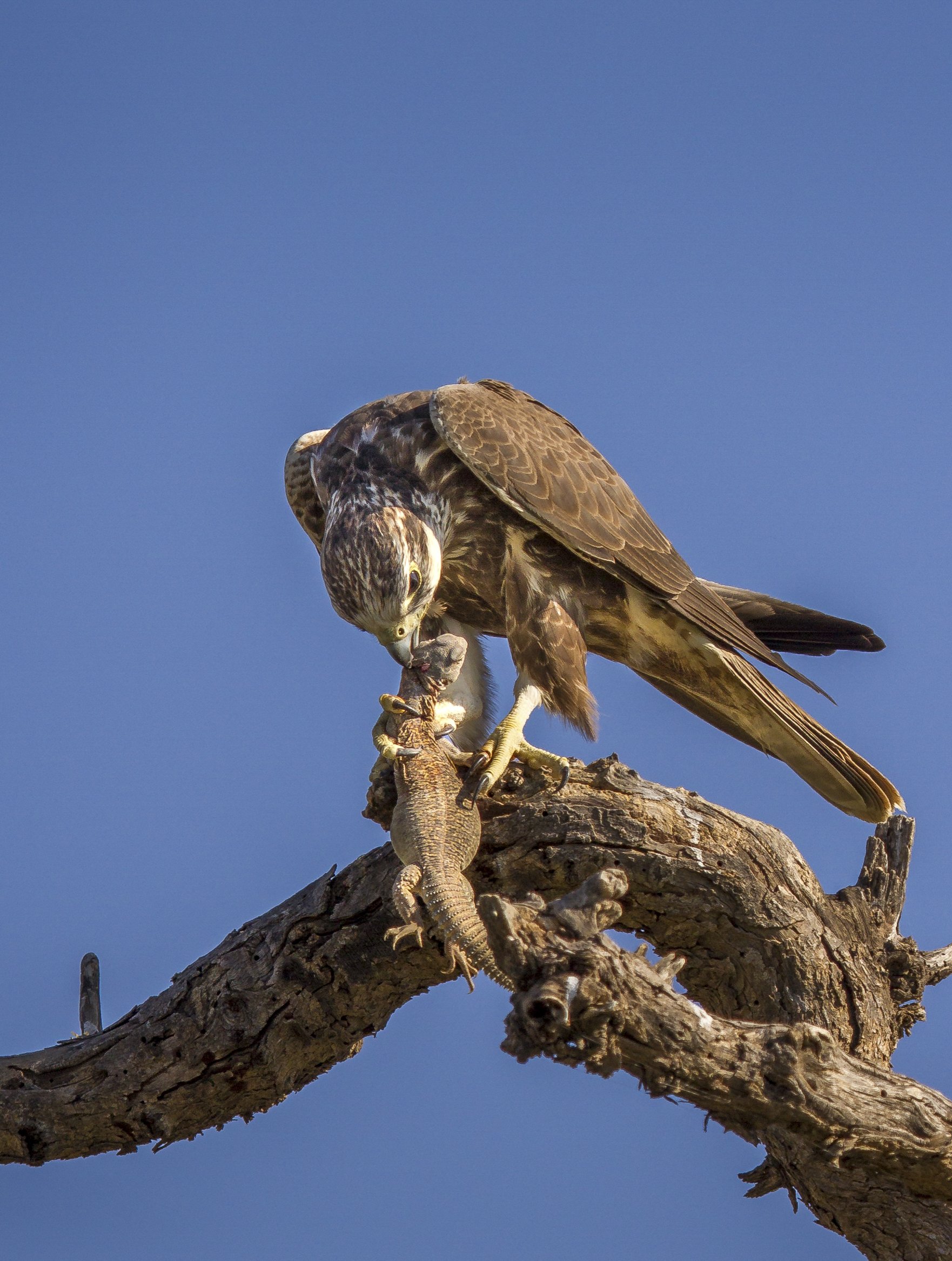 Laggar falcon feeding on a spiny-tailed lizard