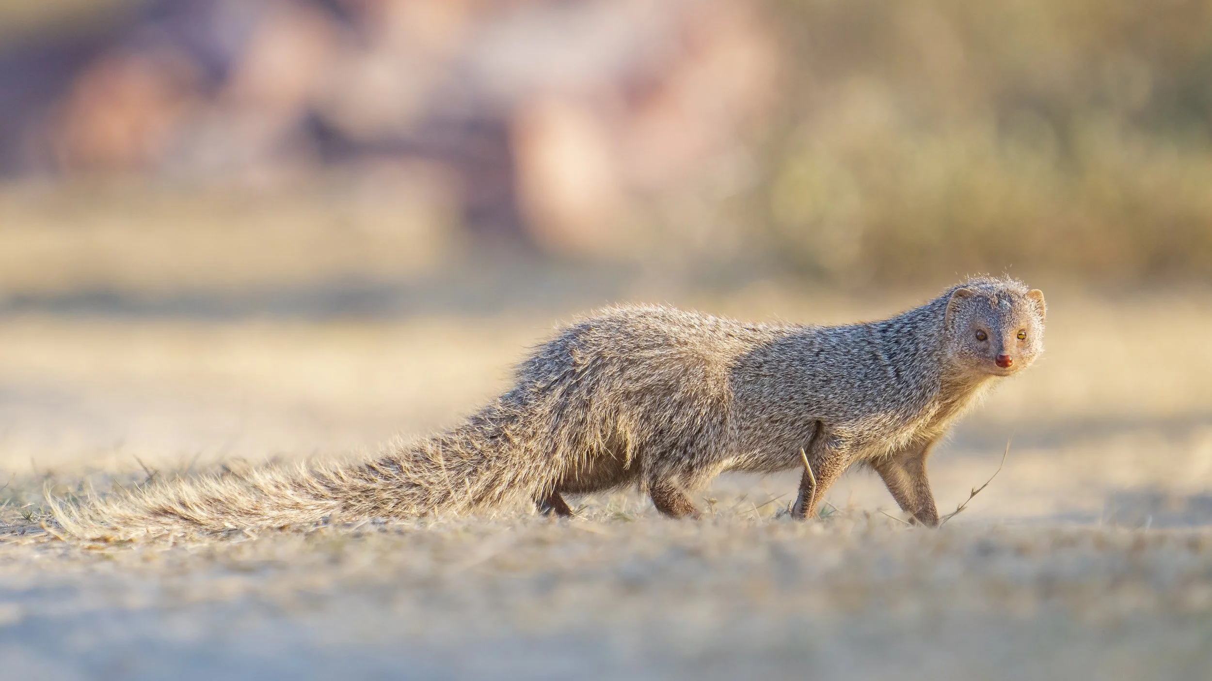 Indian grey mongoose 
