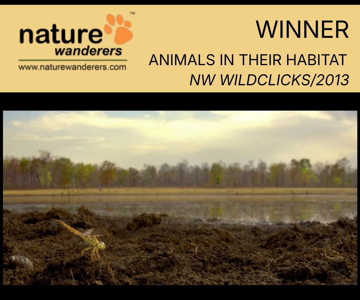 NW Wildlcicks new (1).jpg