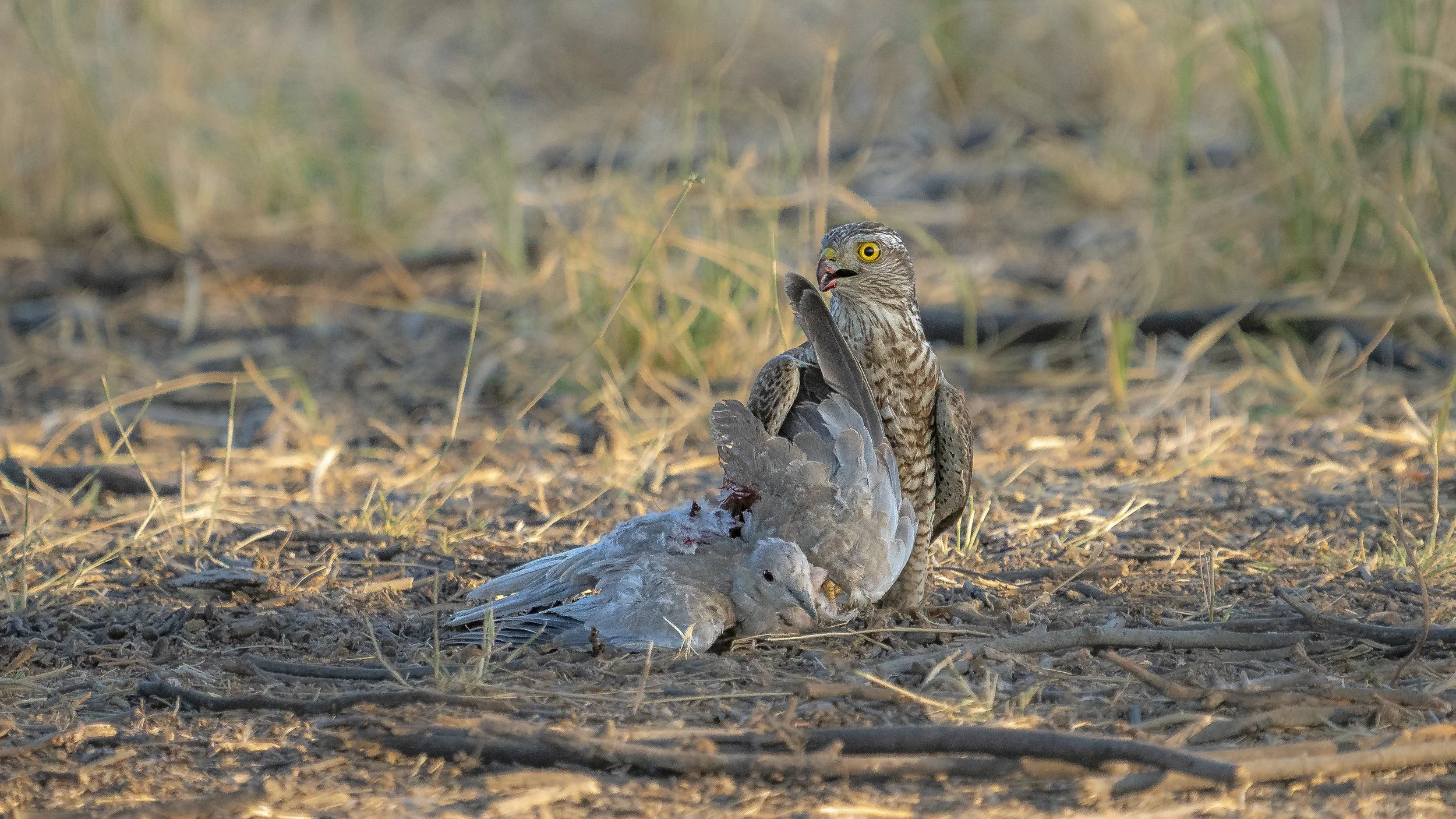 Eurasian Sparrowhawk with a dove