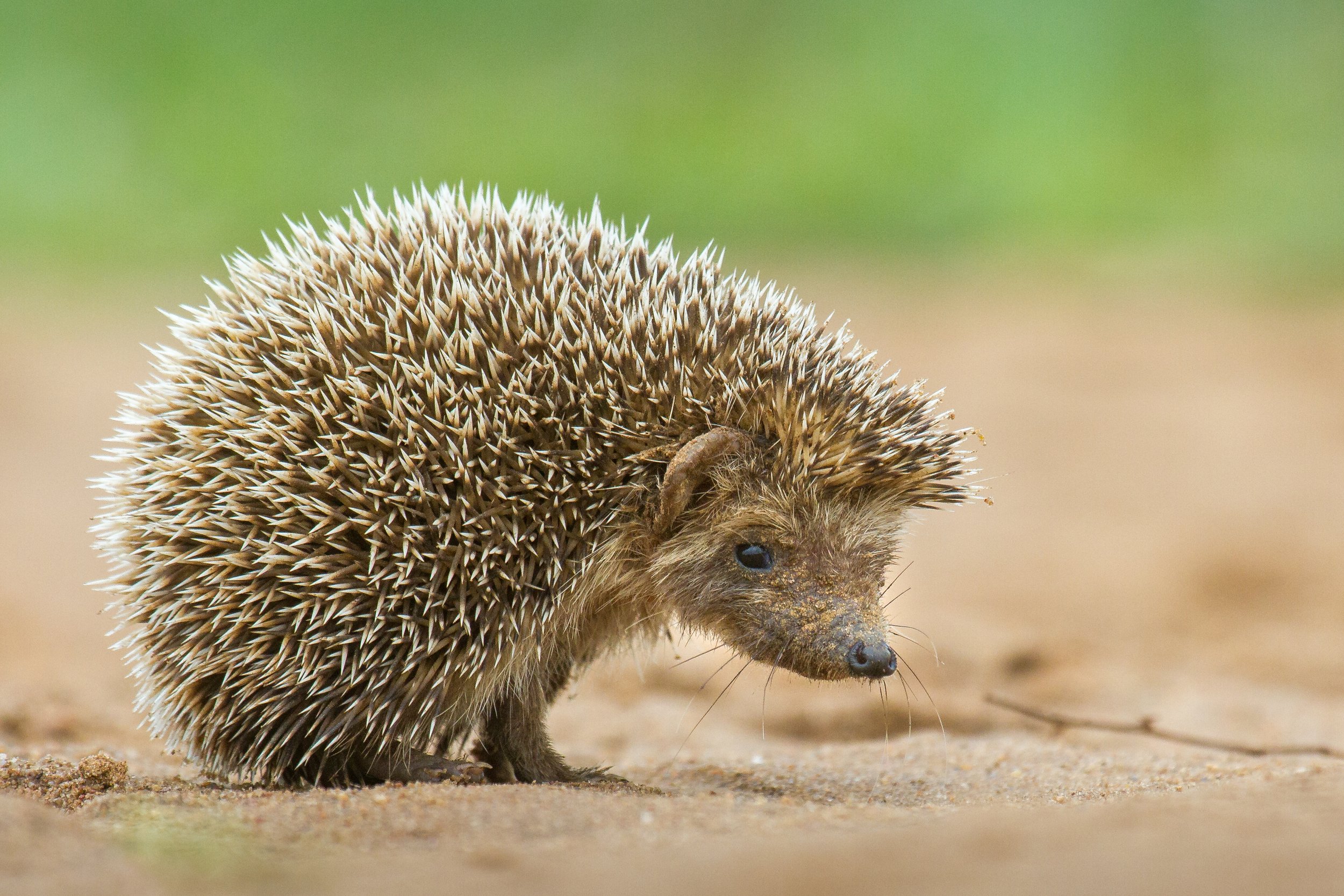 Indian hedgehog