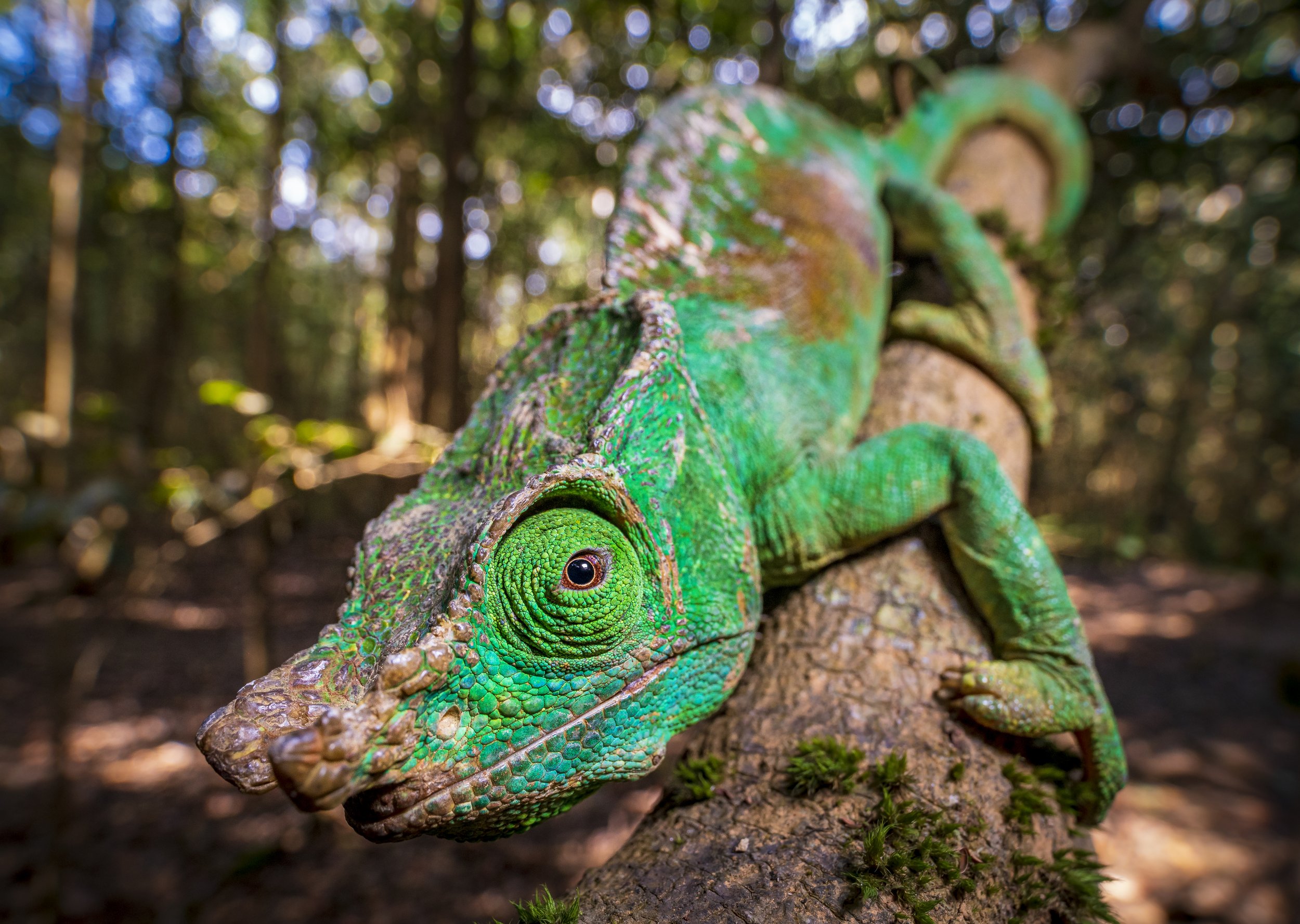 Parson's Chameleon (Calumma parsonii)
