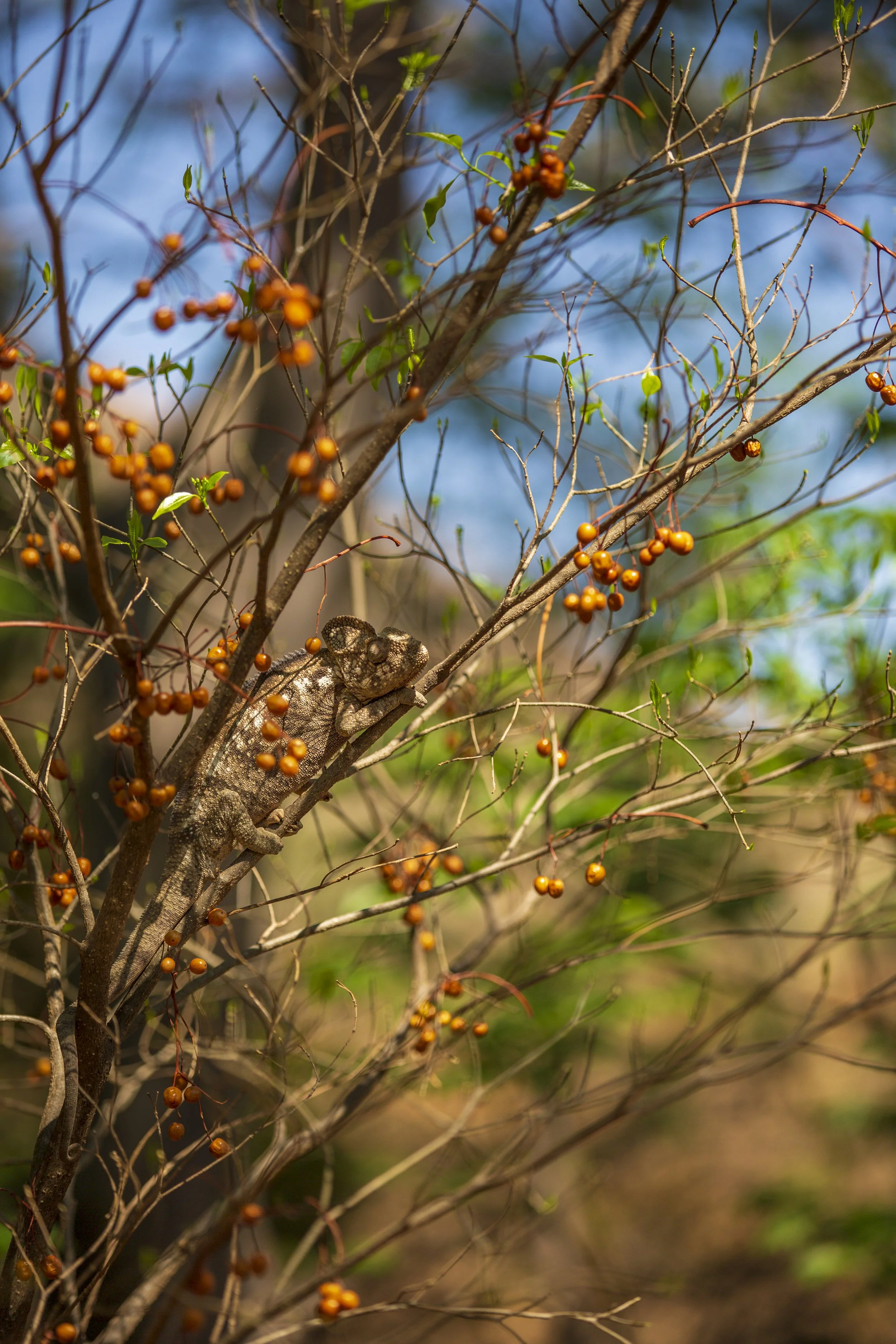 Oustalet's chameleon (Furcifer oustaleti)