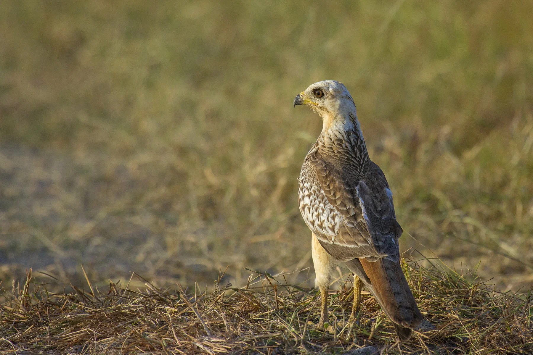 White-eyed buzzard