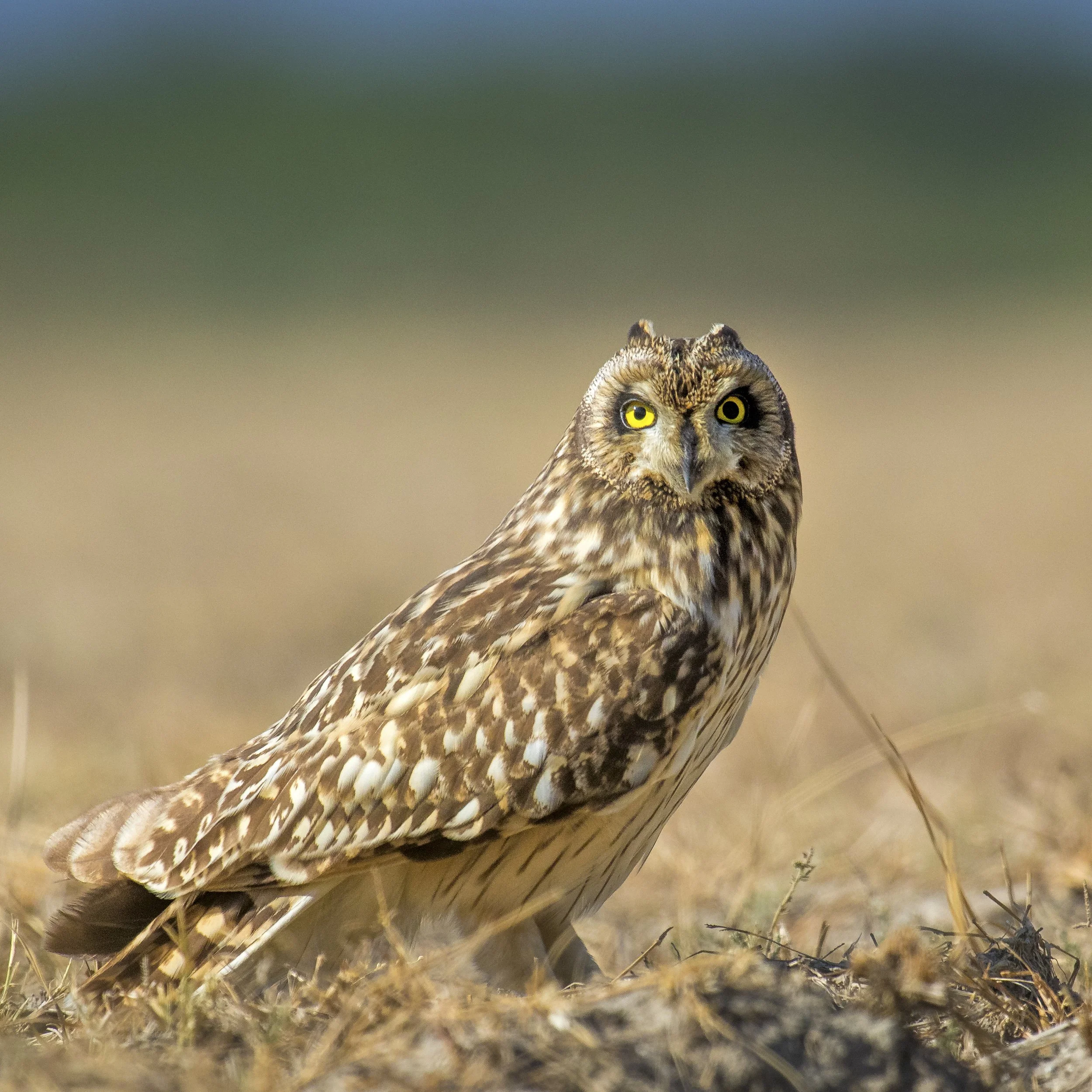 Short-eared owl