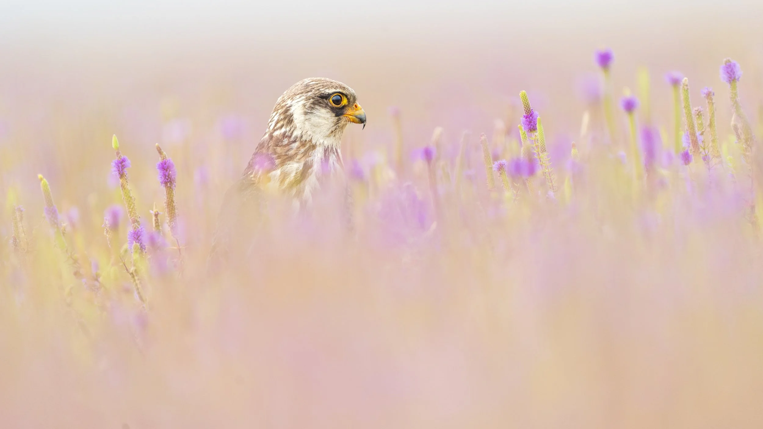 Amur Falcon, Lonavla, India 