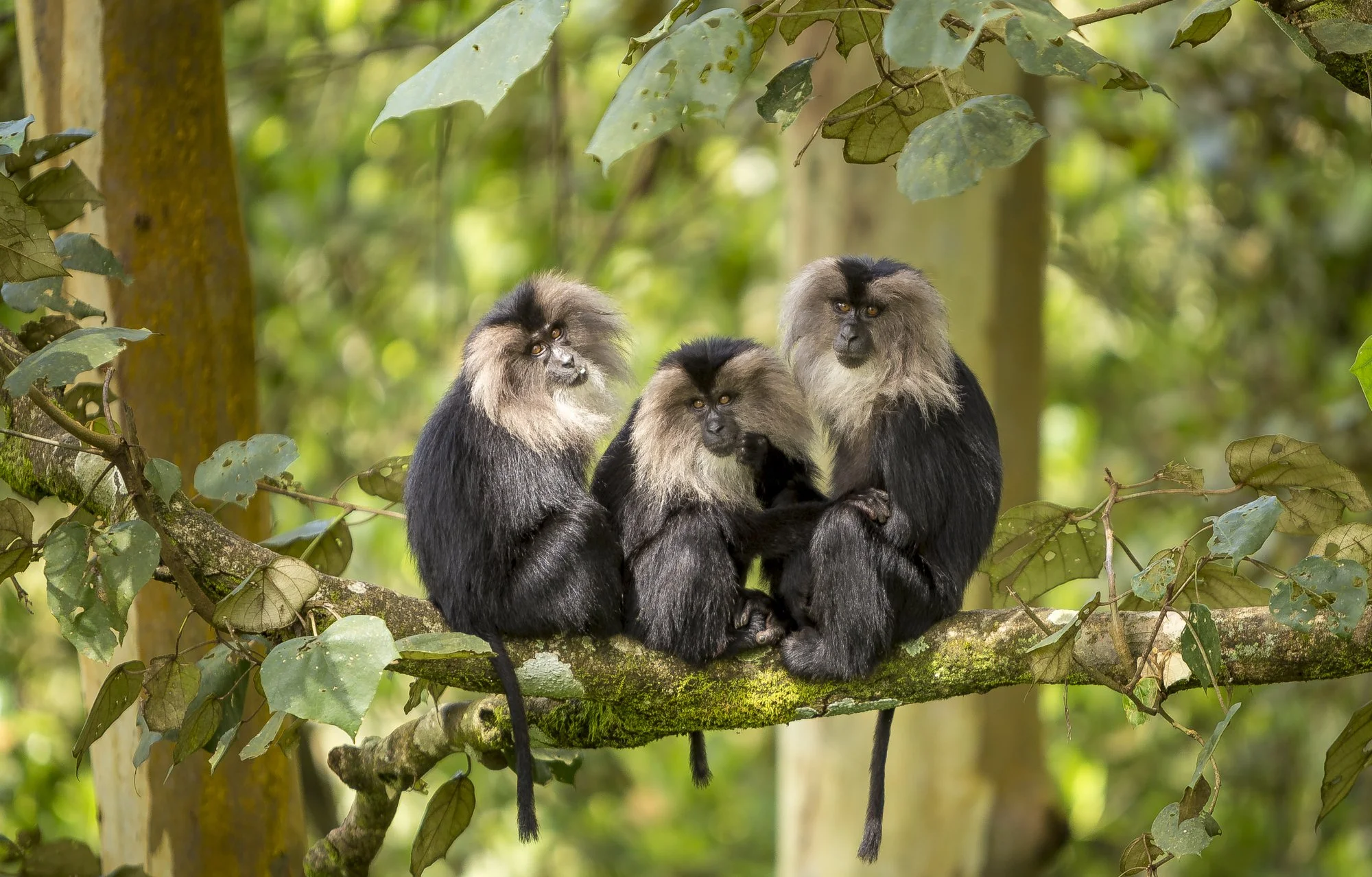 Lion-tailed macaques, Valparai, India 
