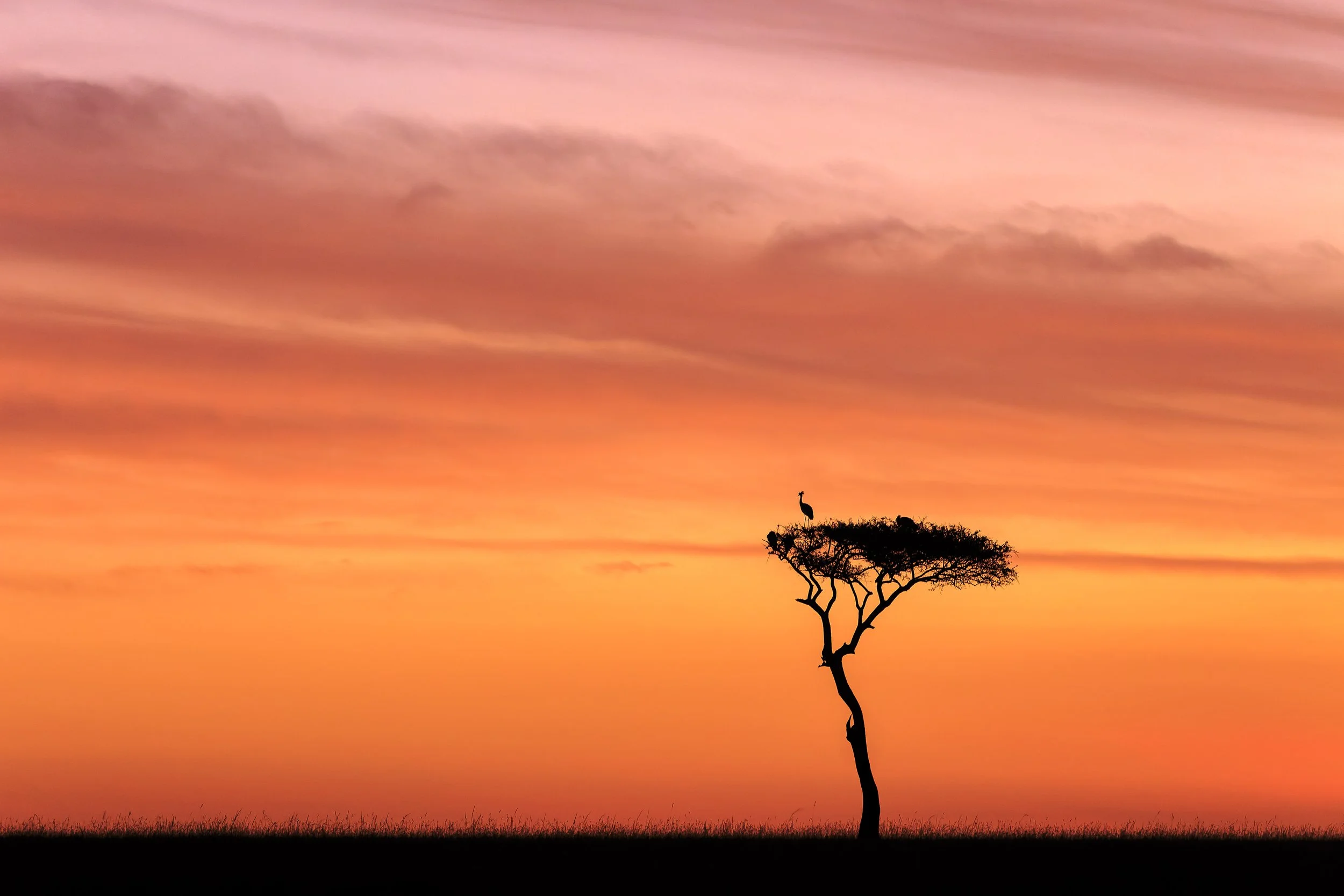 Acacia, Masai Mara, Kenya 