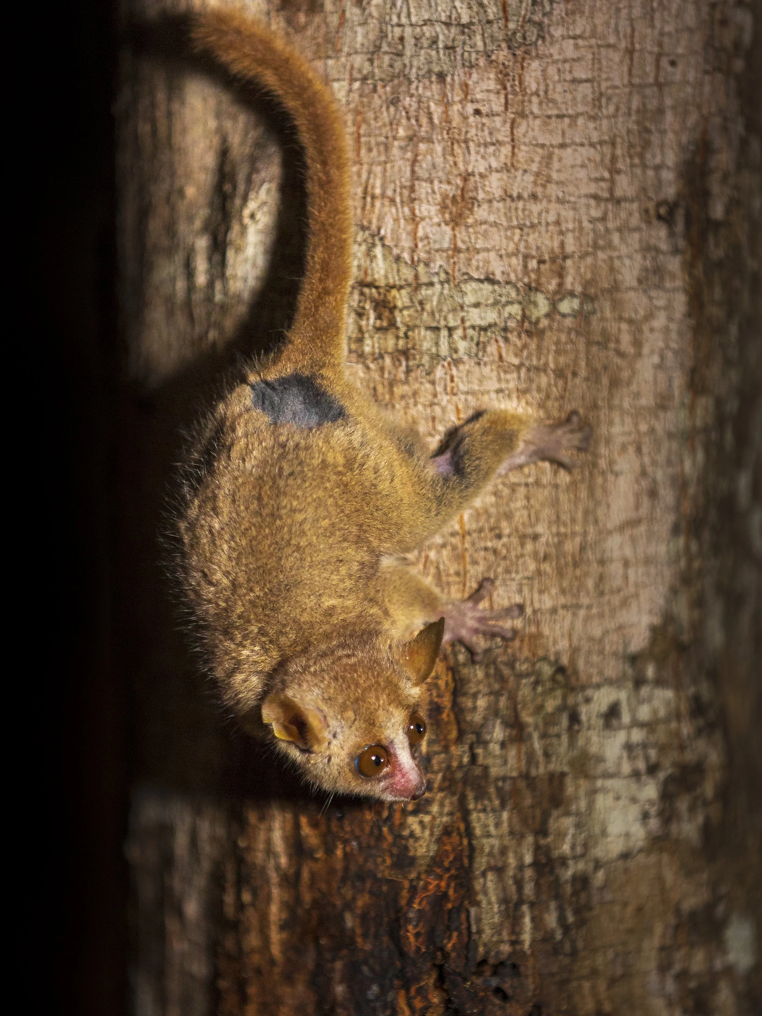 Mouse lemur