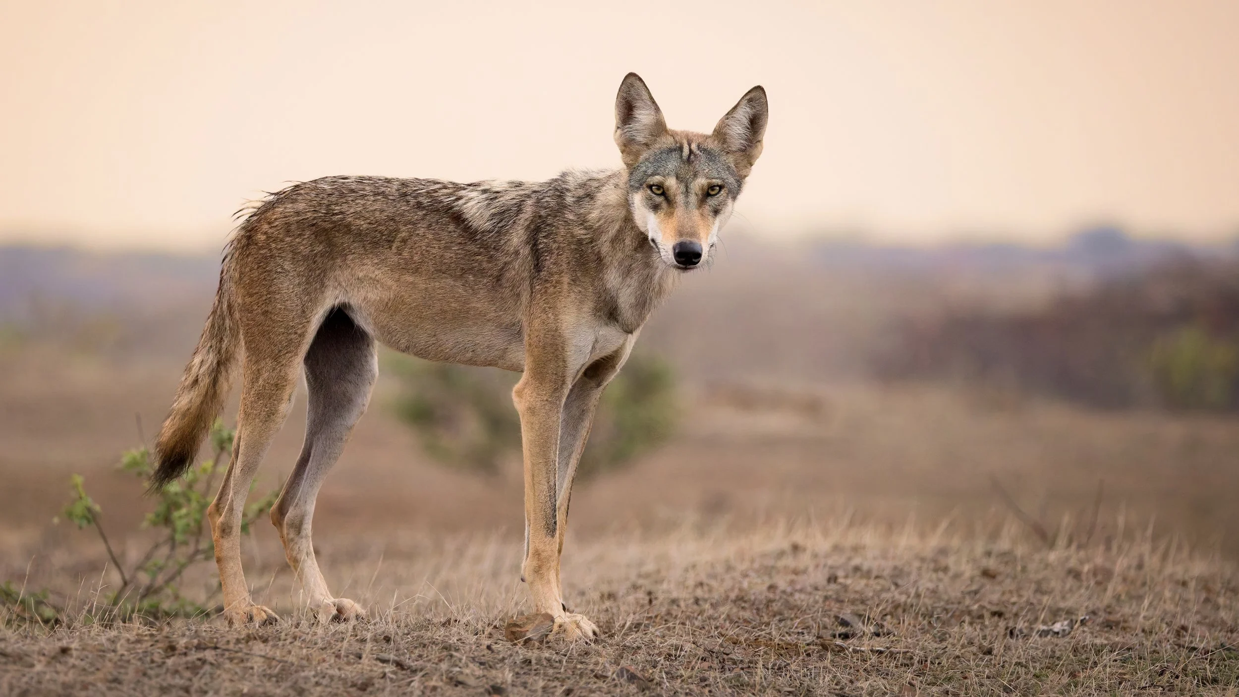 Alpha male of the Kadbanwadi pack.jpg