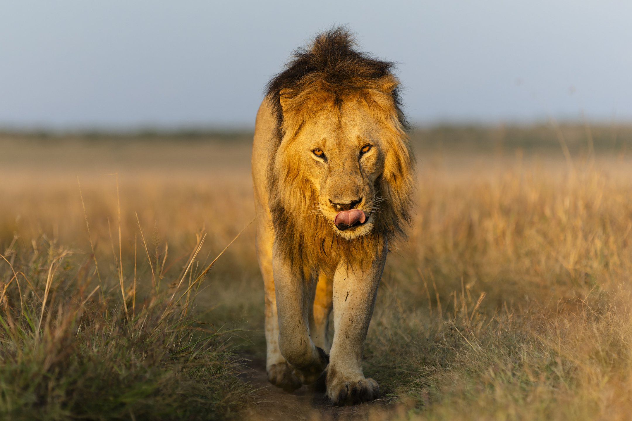 Lion, Masai Mara, Kenya 