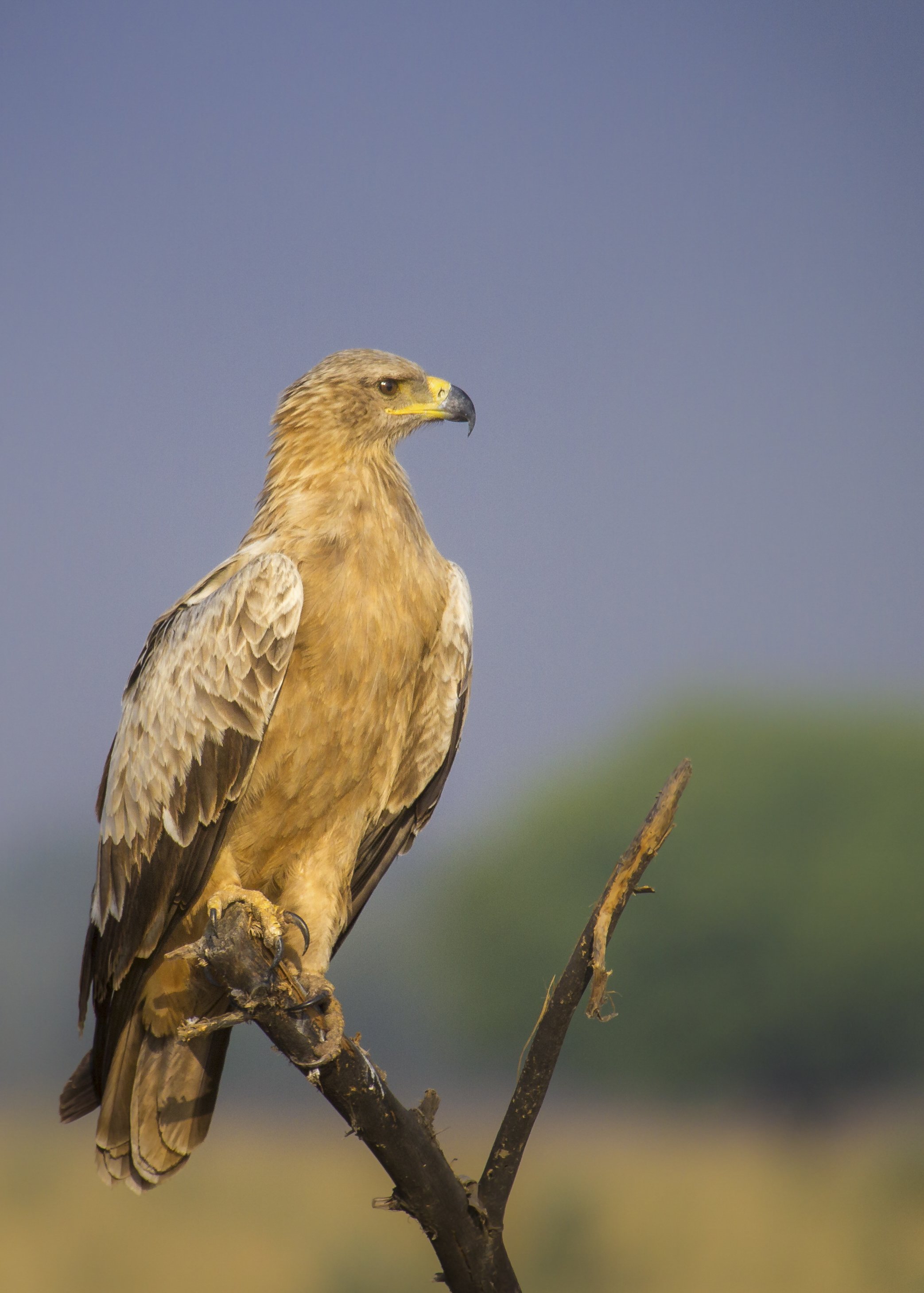 Tawny eagle
