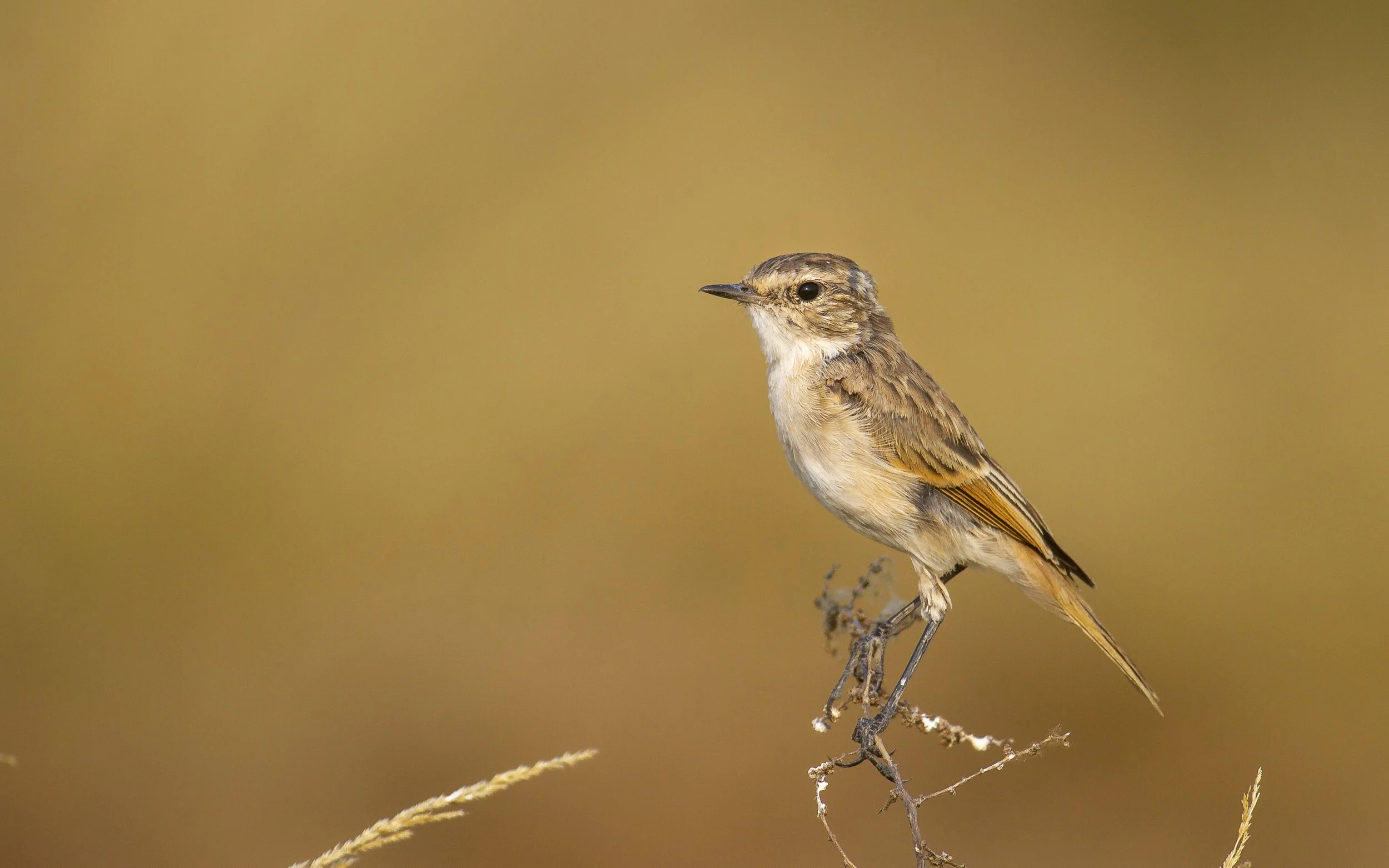 Stolickza's bushchat  