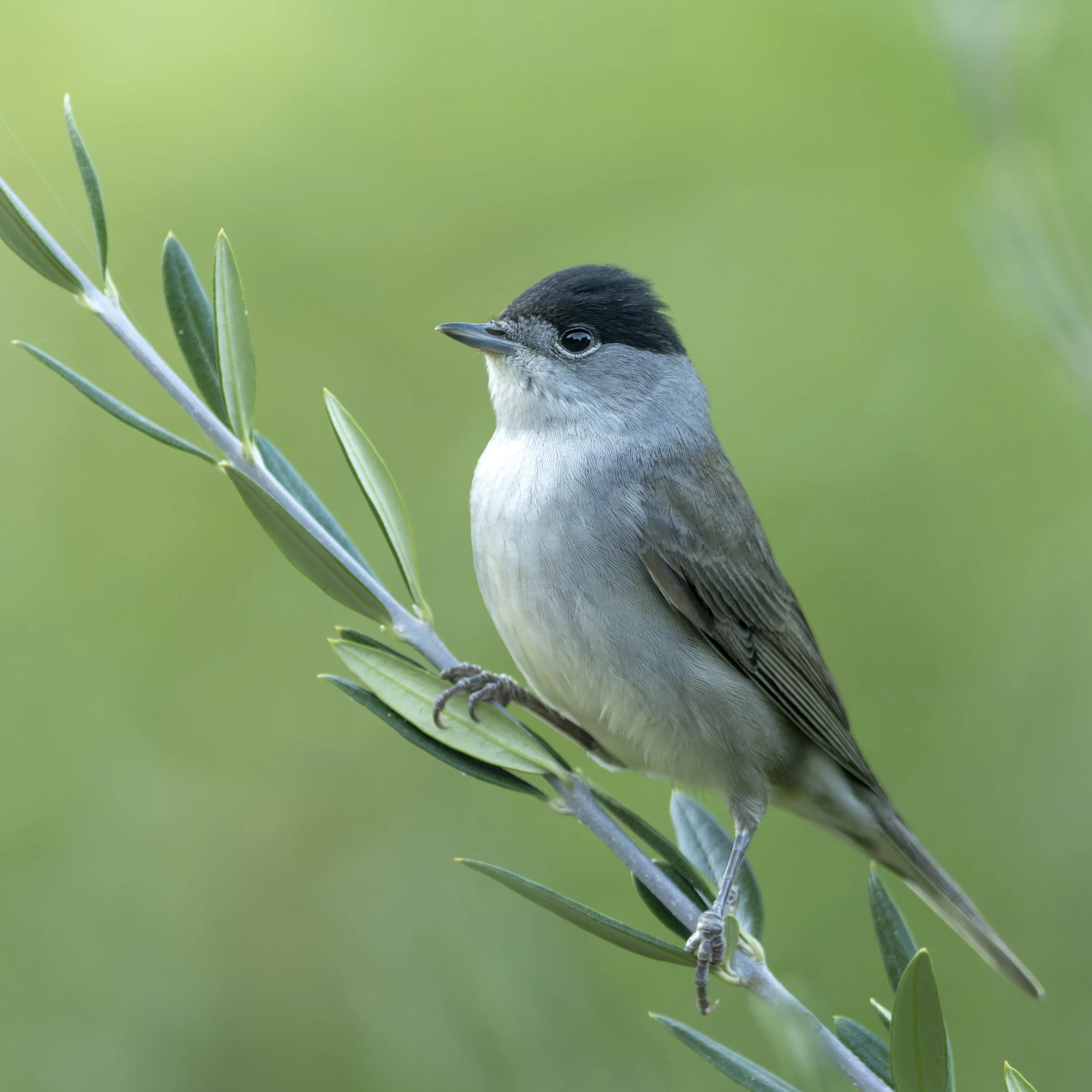Eursian Black Cap